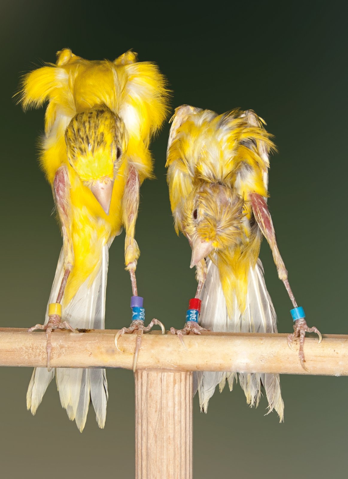 Pág. anterior y derecha. Las dos principales diferencias entre el Giraldillo Sevillano y el Giboso Español: apreciable disminución de talla y complemento de la moña. Es importante mantener la regla de B + C ≤ 9 cm, de esta forma la talla es armónica y supone que se ha alcanzado por poseer una cola desproporcionada. Criador: Alberto Fernández Muñoz.