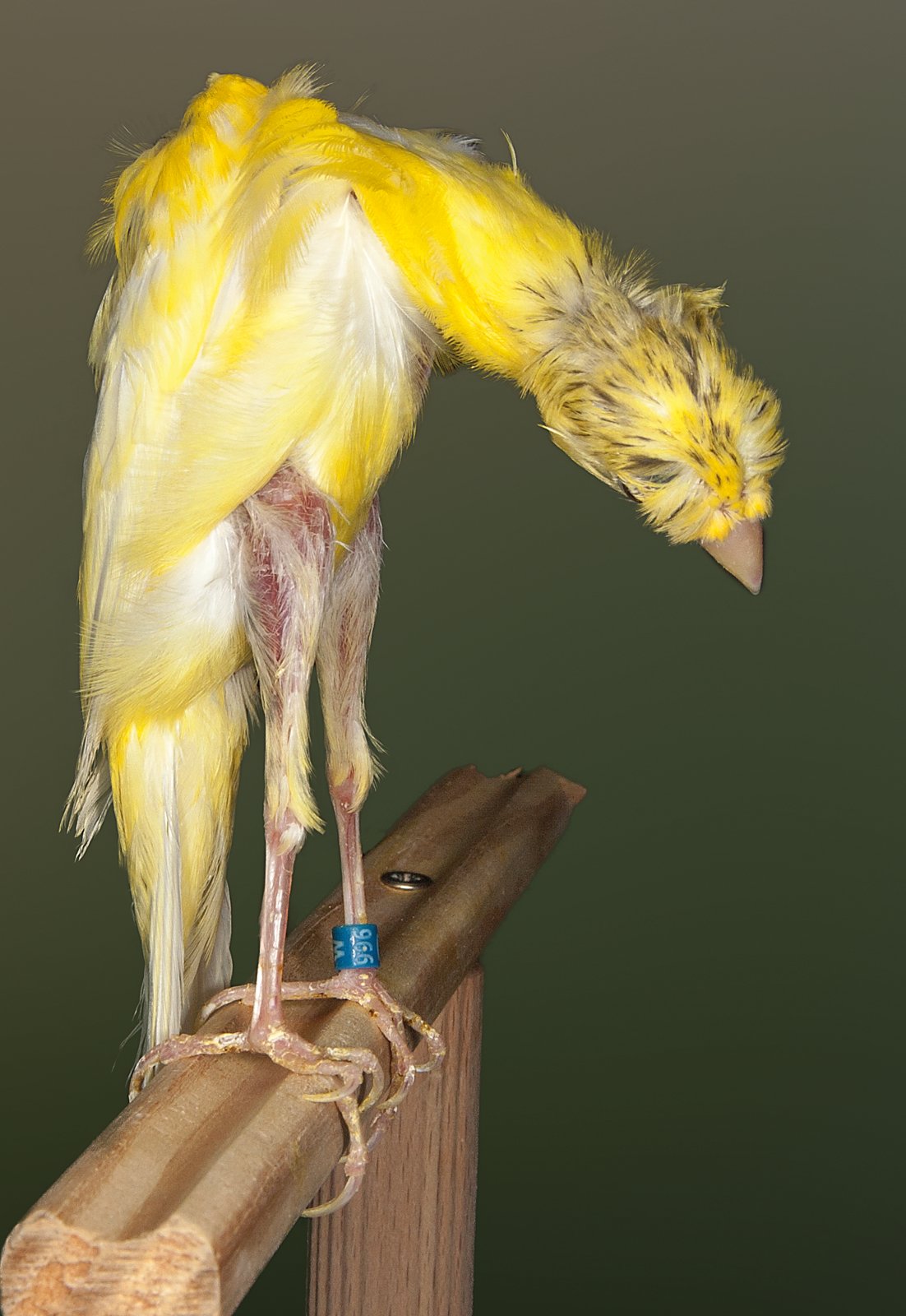 Dcha. En este ejemplar se muestra en una una posición óptima, con patas rectas, tronco vertical y en forma de “1”. La moña es tupida, con plumas largas. El plumaje, tanto en las zonas lisas como en las que presentan rizos, es algo profuso y no se adhiere de manera correcta al cuerpo. Criador: Francisco Javier Cabrera García.