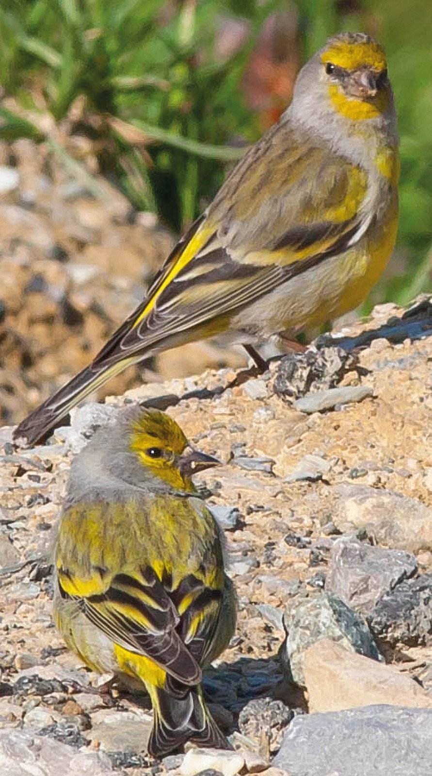 Izq. Jóvenes verderones serranos con el plumaje juvenil, con el dorso que recuerda al pardillo común (Acanthis cannabina).