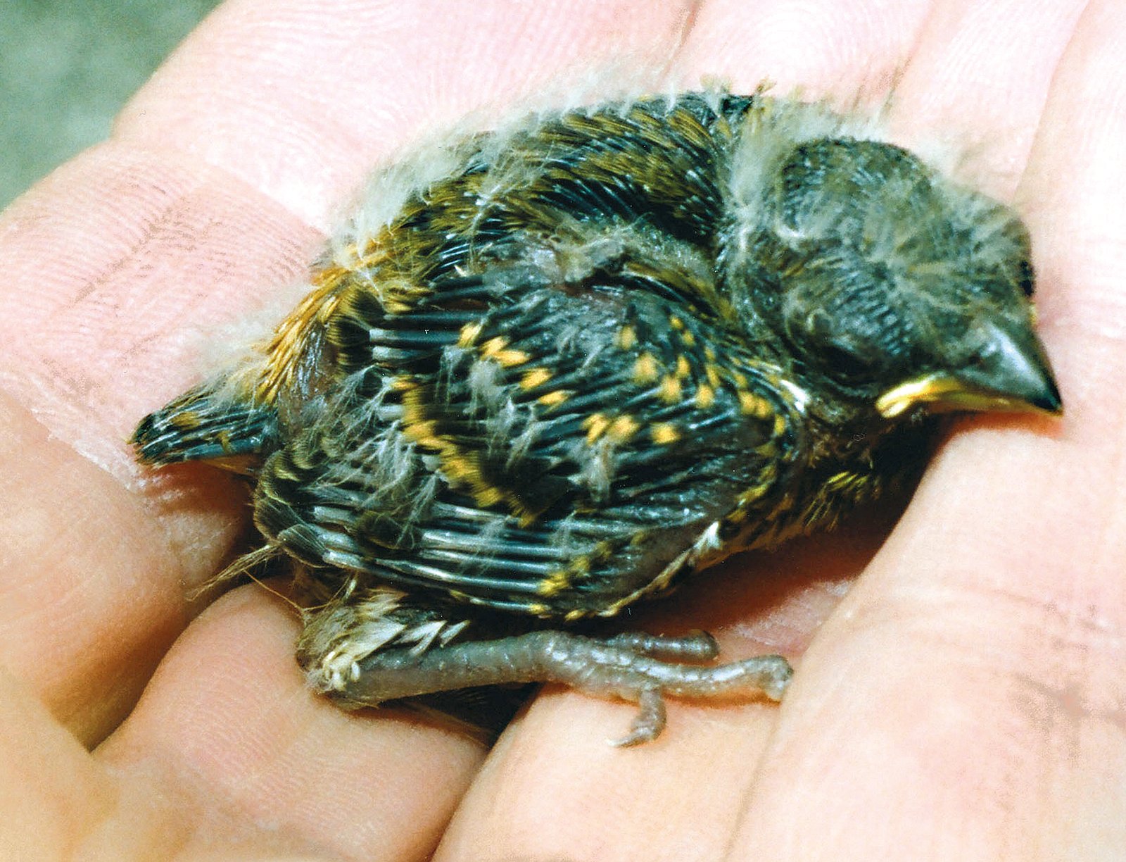 Centro: pollo macho de 12 días. El lipocromo, ya evidente sobre el obispillo y coberteras alares, confirma el sexo. Fotos y criadero: S. Rizzo.