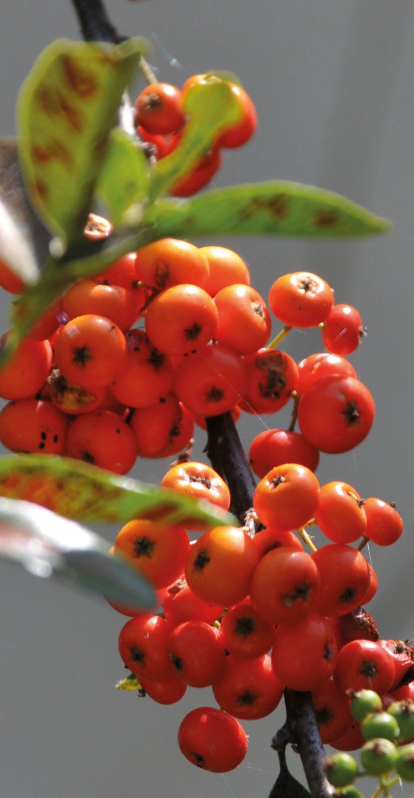 Fruto de Pyracantha.