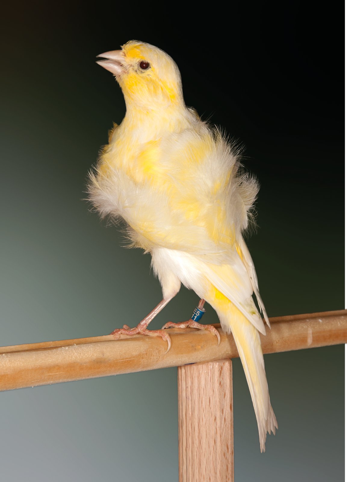 Pág. sig. Ejemplar en amarillo nevado, que adopta una posición idónea, sobre 55º, con cuerpo y cola en línea. Buena distribución del plumaje rizado, bien marcado y con volumen, contrastando de manera ideal con el plumaje de zonas lisas, en particular cuello y abdomen. La cabeza, lisa y algo redondeada y ceja bien marcada, es característica típica de la raza en su versión Consort. El cuello, liso y limpio de rizos, se destaca nítidamente del jabot. Muy buen ejemplar en líneas generales. 3º Mundial Almería. Criador: Juanico González.