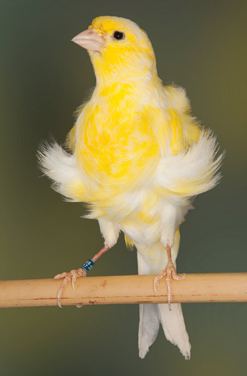 Arriba. Fiorino Consort en amarillo nevado cuyo plumaje parece mostrarse algo áspero. Aún así, las zonas de plumaje liso y de plumaje rizado quedan muy bien y correctamente diferenciadas. El jabot luce amplio y bien cerrado, con flancos muy bien compuestos e implantados, simétricos y que se elevan hacia las alas. El cuello, de plumaje bien liso y ‘limpio’, así como la cabeza con pronunciada ceja, se destacan de manera muy definida del jabot; y el abdomen también se muestra muy ‘limpio’. Solo ese mechón central de plumas que se atraviesa en el bajo pecho resta algo de la vistosidad de esta bonita imagen del ejemplar. Criadero: Antonio José Haro Romero.