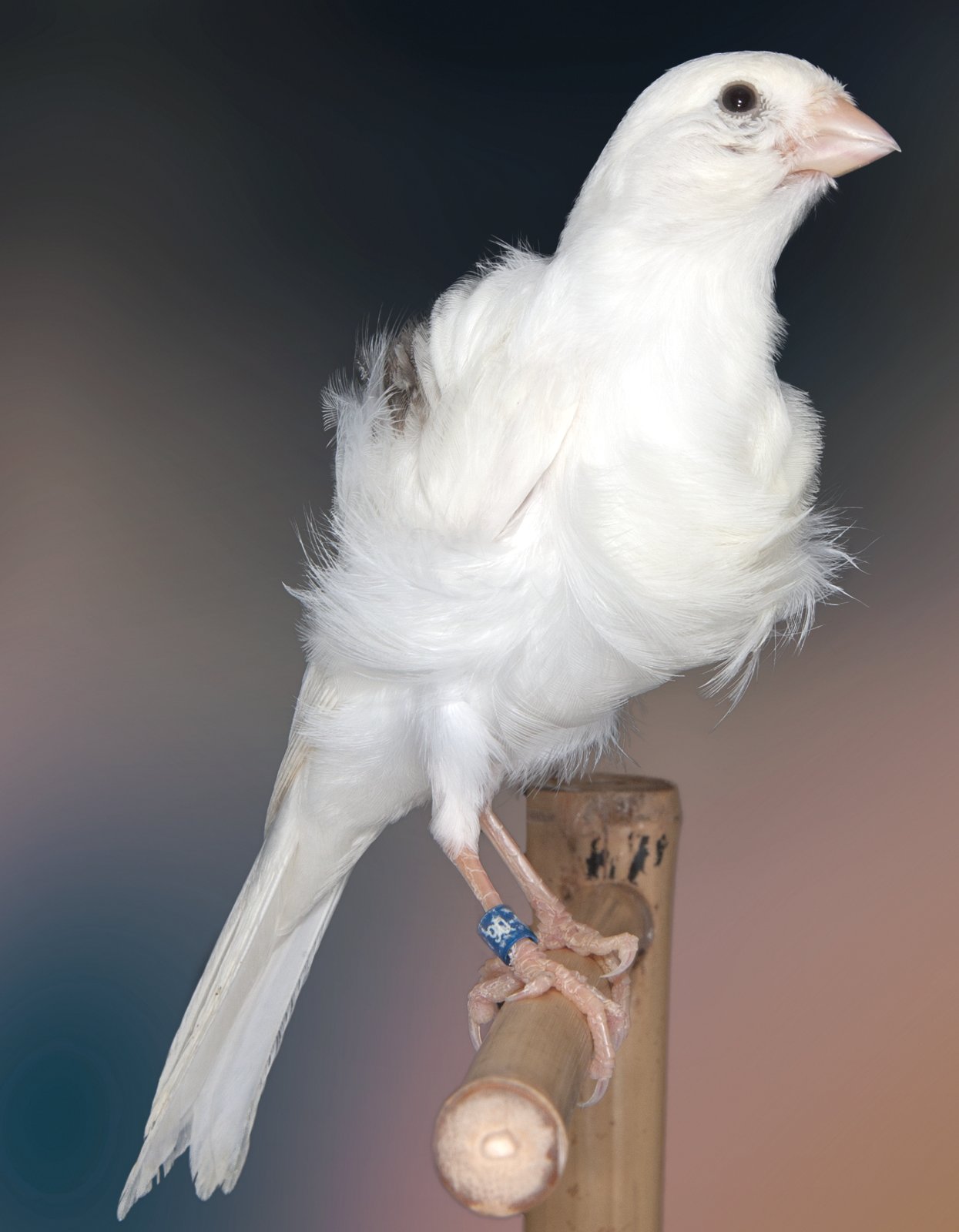 Abajo. Fiorino Consort lipocromo blanco, que se muestra en muy buena posición, con cabeza/cuello que destaca bien del jabot. Los rizos en cambio no se aprecian de manera nítida, dando la impresión de falta de definición. El manto muy en particular, se antoja poco voluminoso, corto. (Se ha de remarcar que a veces el plumaje en color blanco, y más aún en una fotografía, puede distorsionar de alguna manera su verdadera apreciación). Criadero: Antonio José Haro Romero.