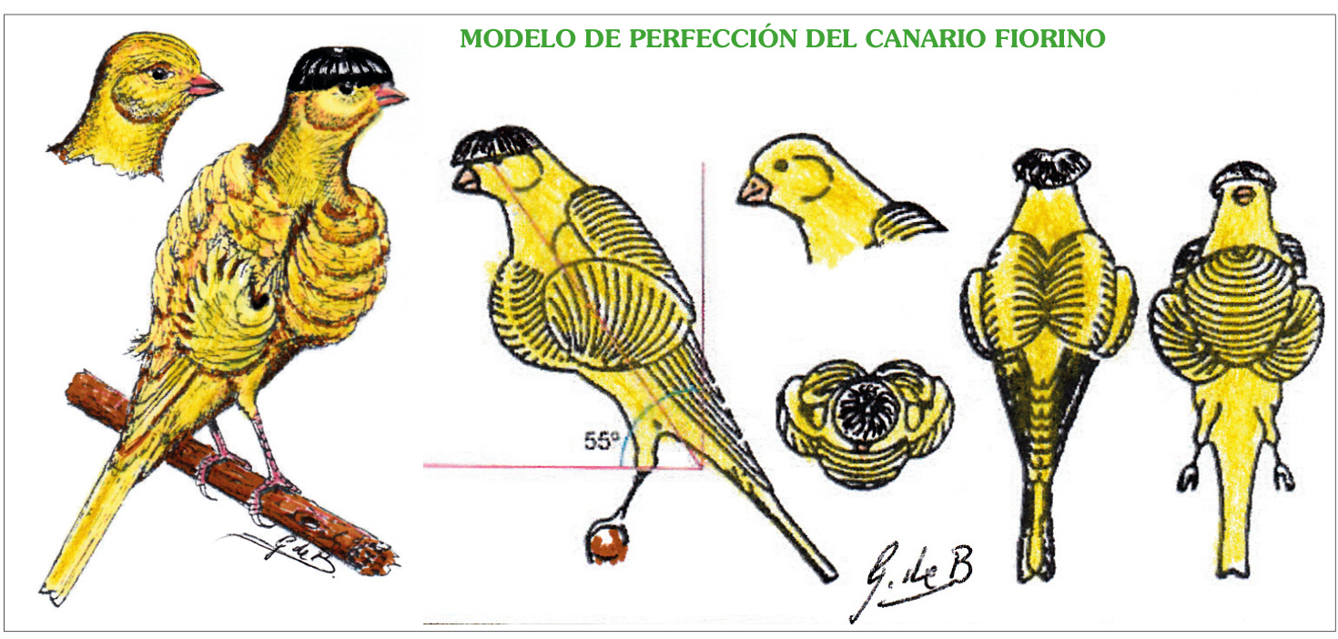 Modelo de perfeccion del canario Fiorino. Dibujo de Giorgio de Baseggio.
