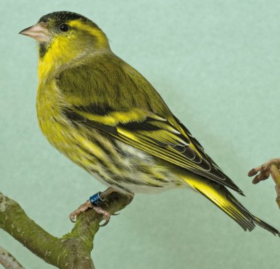 Hermoso ejemplar de Lúgano© Piet Onderdelinden.