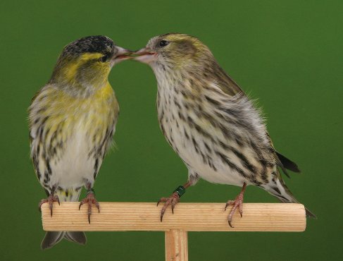 Pareja de lúganos © Alois van Mingeroet.