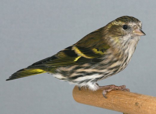Lúgano macho © Pieter van den Hooven.