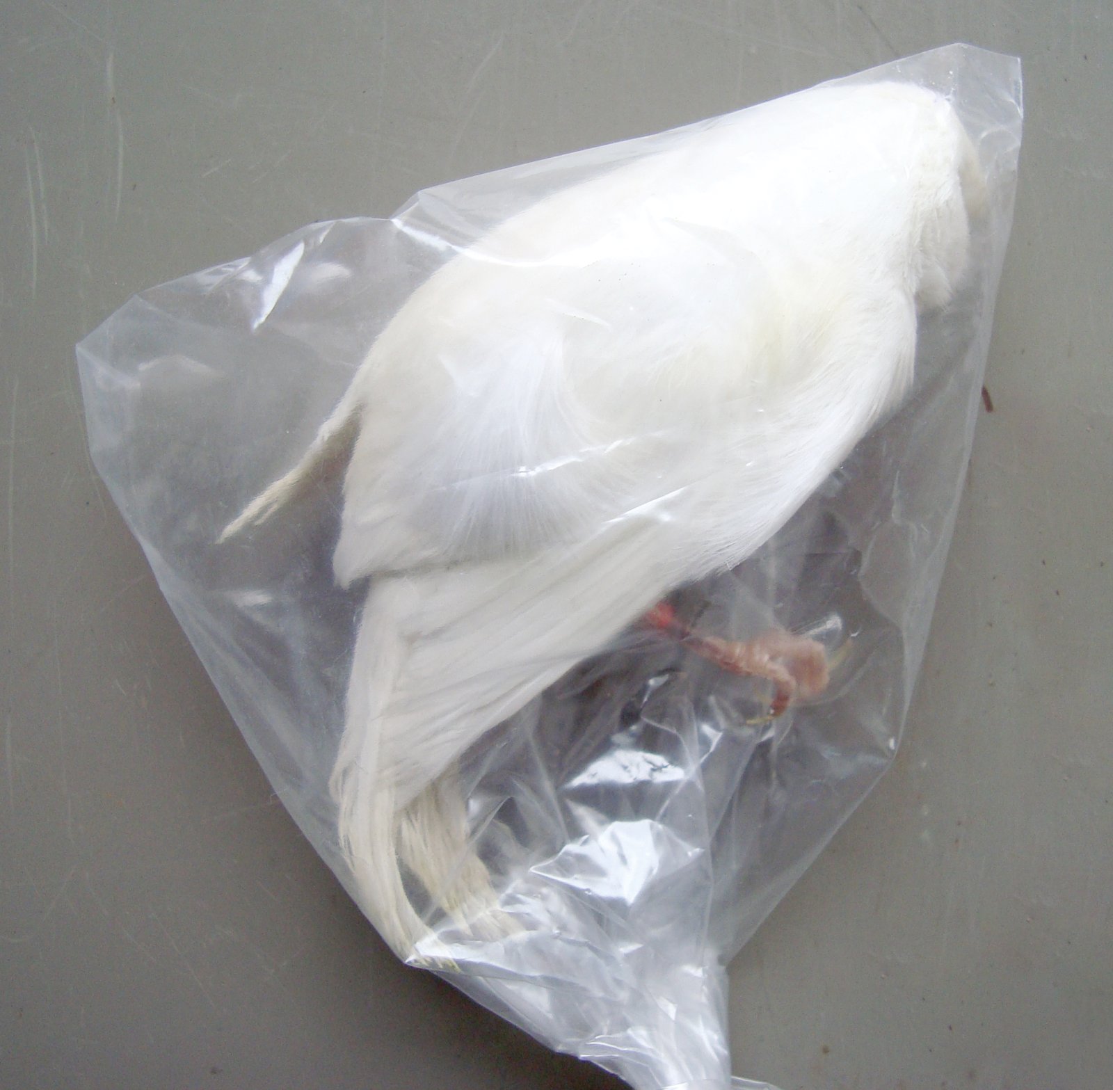 Dcha. Ejemplar enviado a laboratorio para la realización de necropsia y posterior toma de muestras.