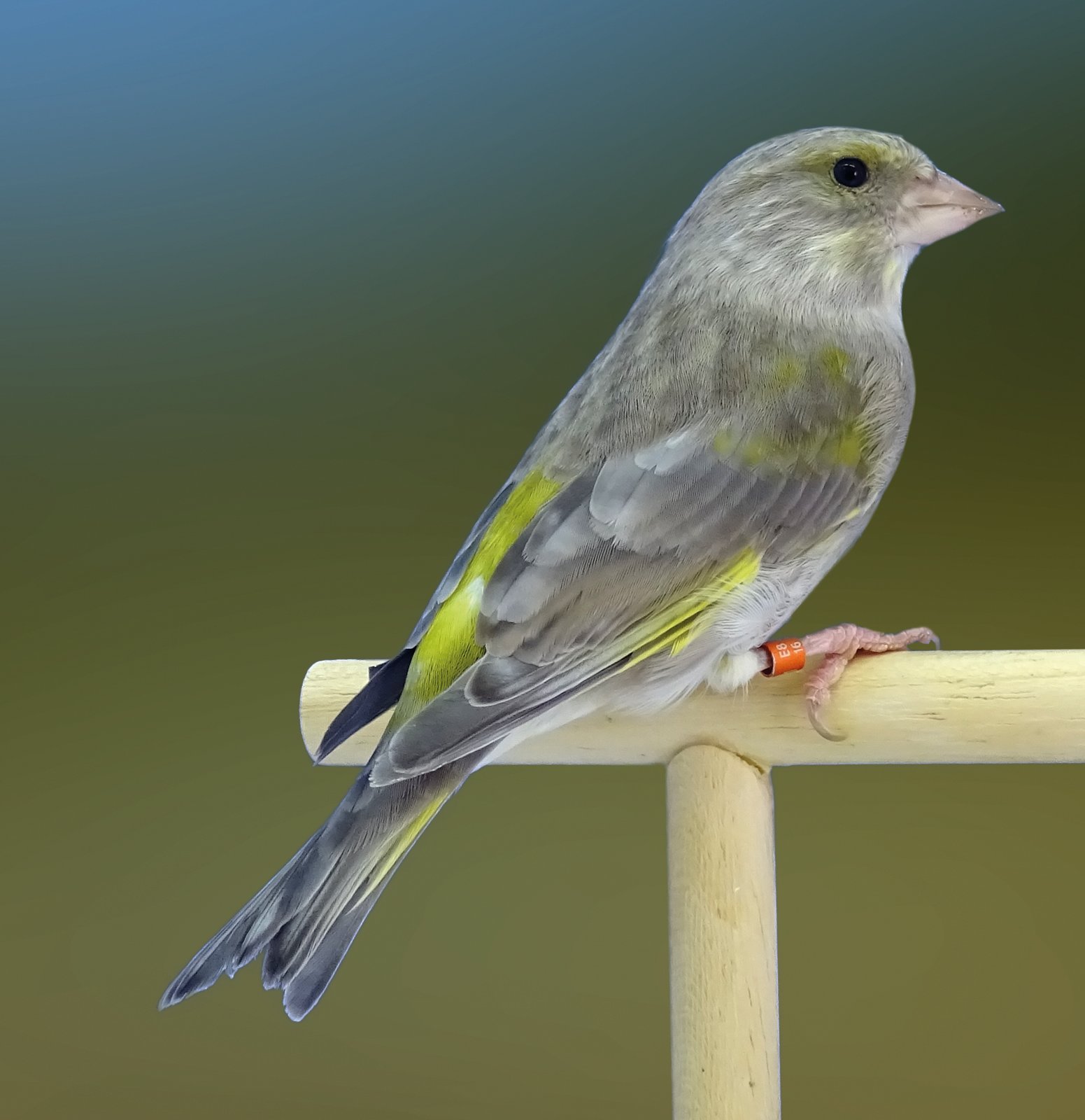 2. Hembra de verderón común pastel de primer año, con ligeros restos de feomelanina en dorso y plumas remeras.