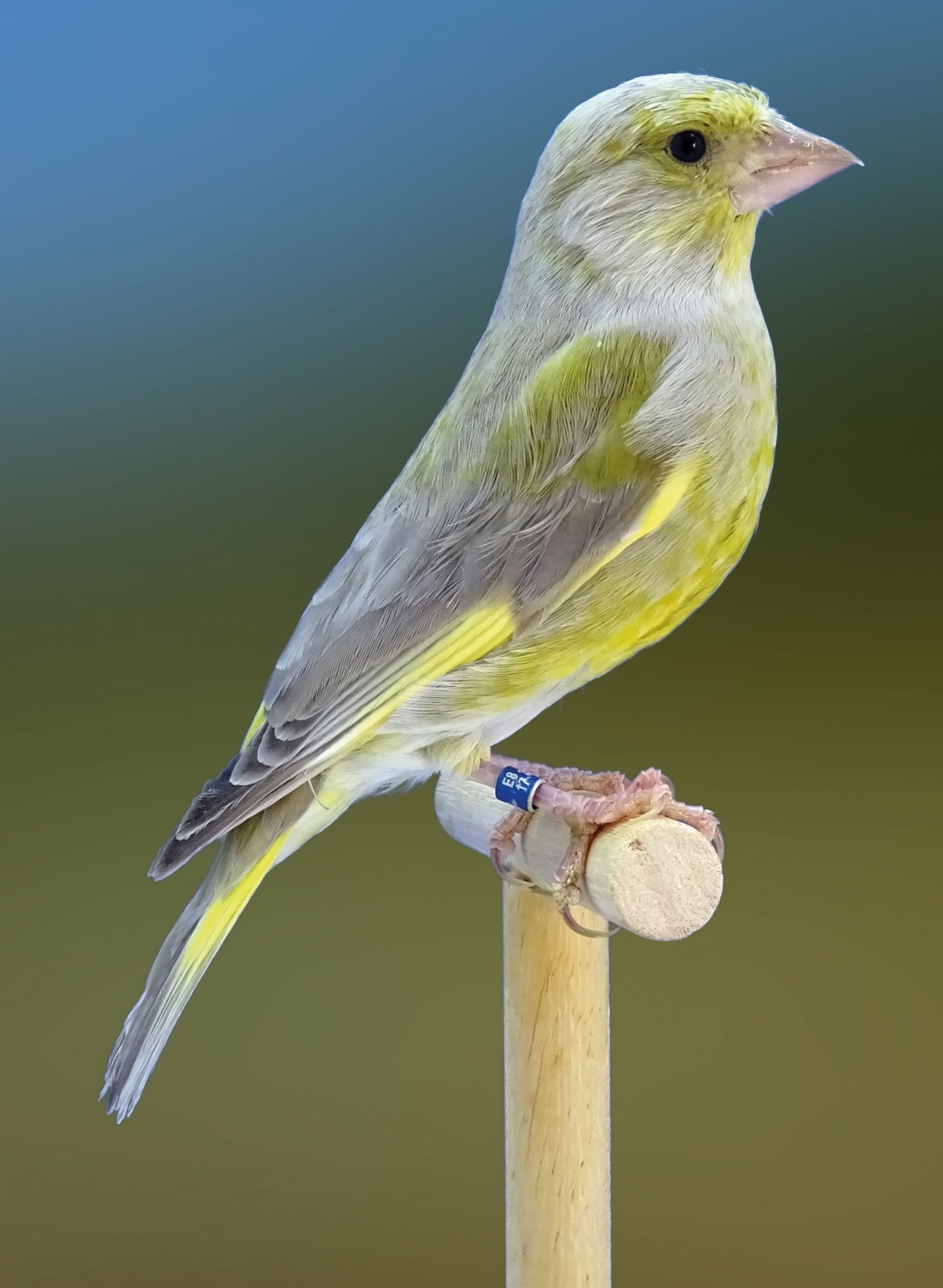 3. Macho de verderón común pastel portador de ágata. Muy diluido en las plumas de vuelo (remeras y timoneras) aunque con gran carga eumelánica envolvente, casi sin feomelanina apreciable.