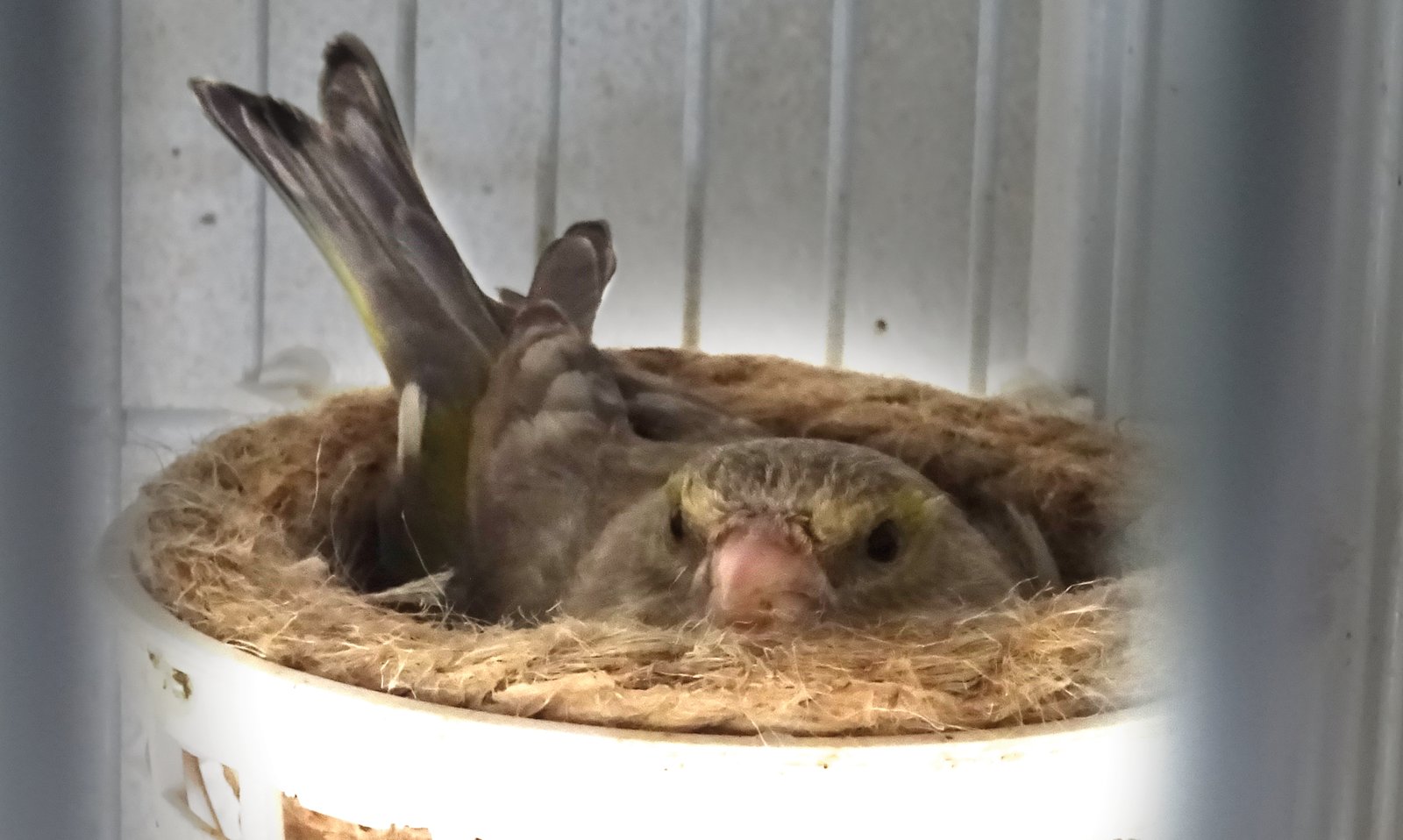 4. Hembra de verderón común pastel acoplada con un macho ágata pastel en plena fase de incubación.
