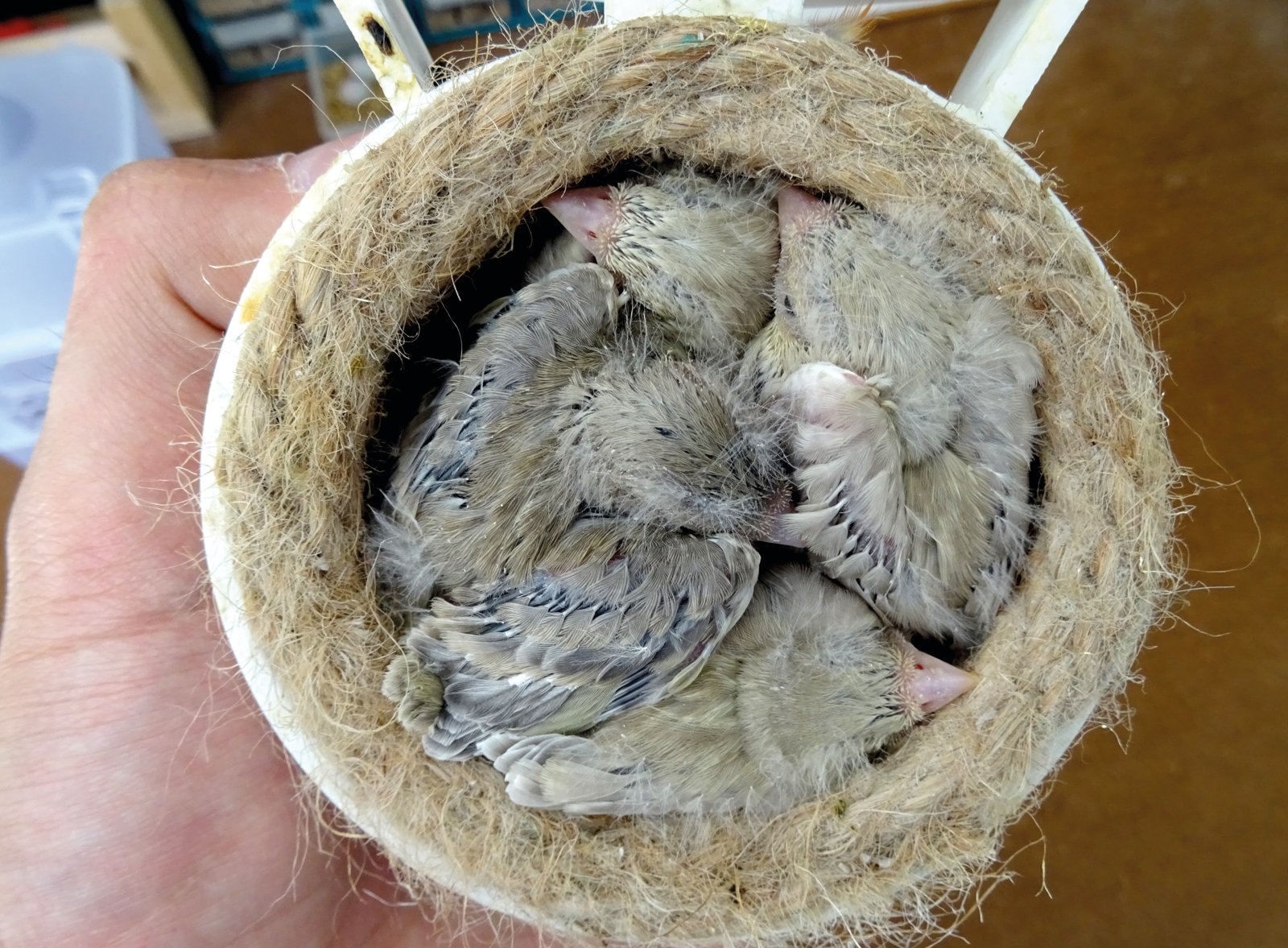 5. Nidada resultante de la anterior hembra que estaba incubando con un macho ágata pastel. Un nido con tres hembras ágata pastel y un macho pastel portador de ágata.