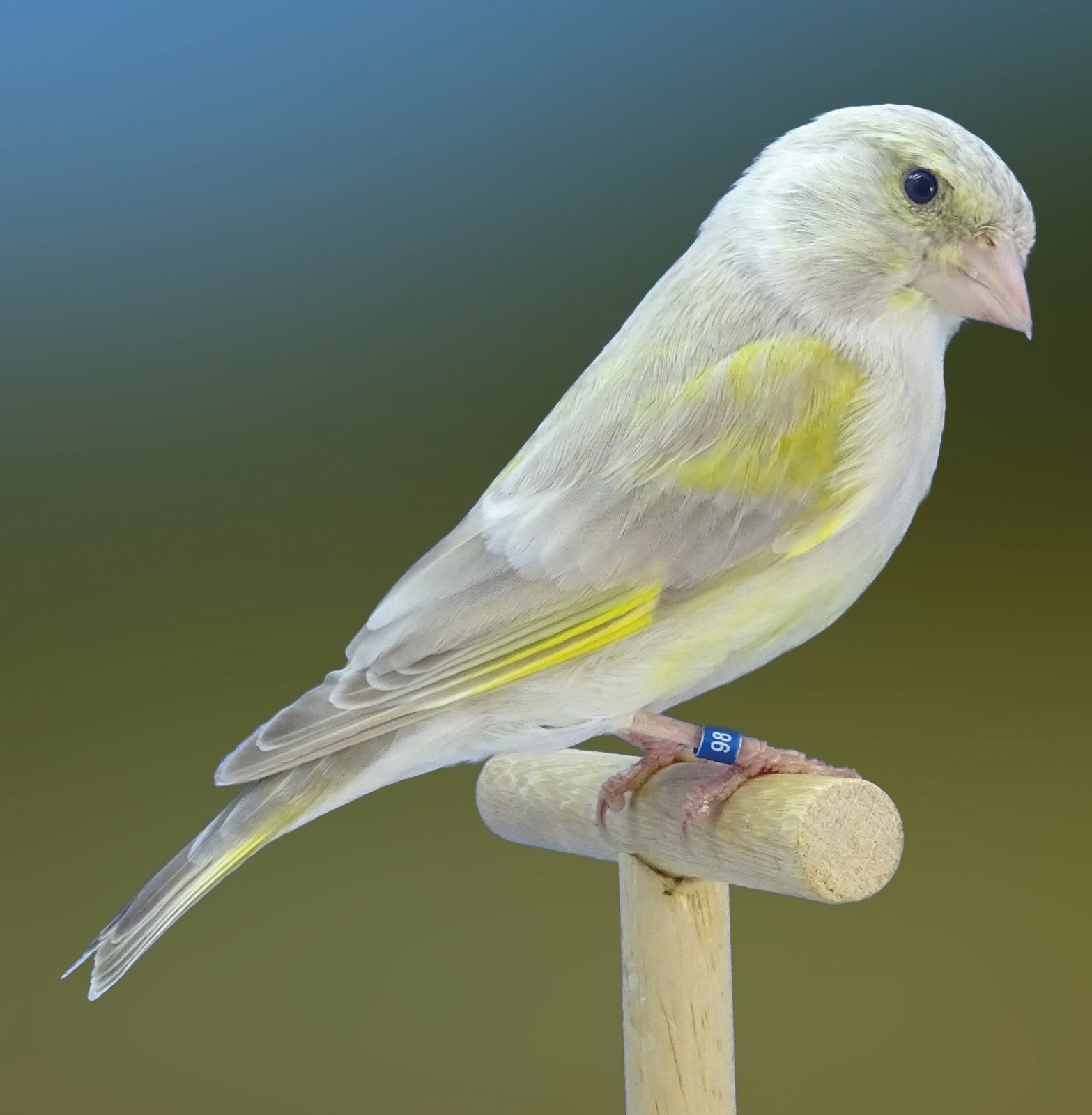 Pág. sig. Arriba. Hembra ágata pastel. Preciosa hembra ligeramente más diluida de lo deseado en remeras y timoneras aunque con una buena carga eumelánica envolvente.