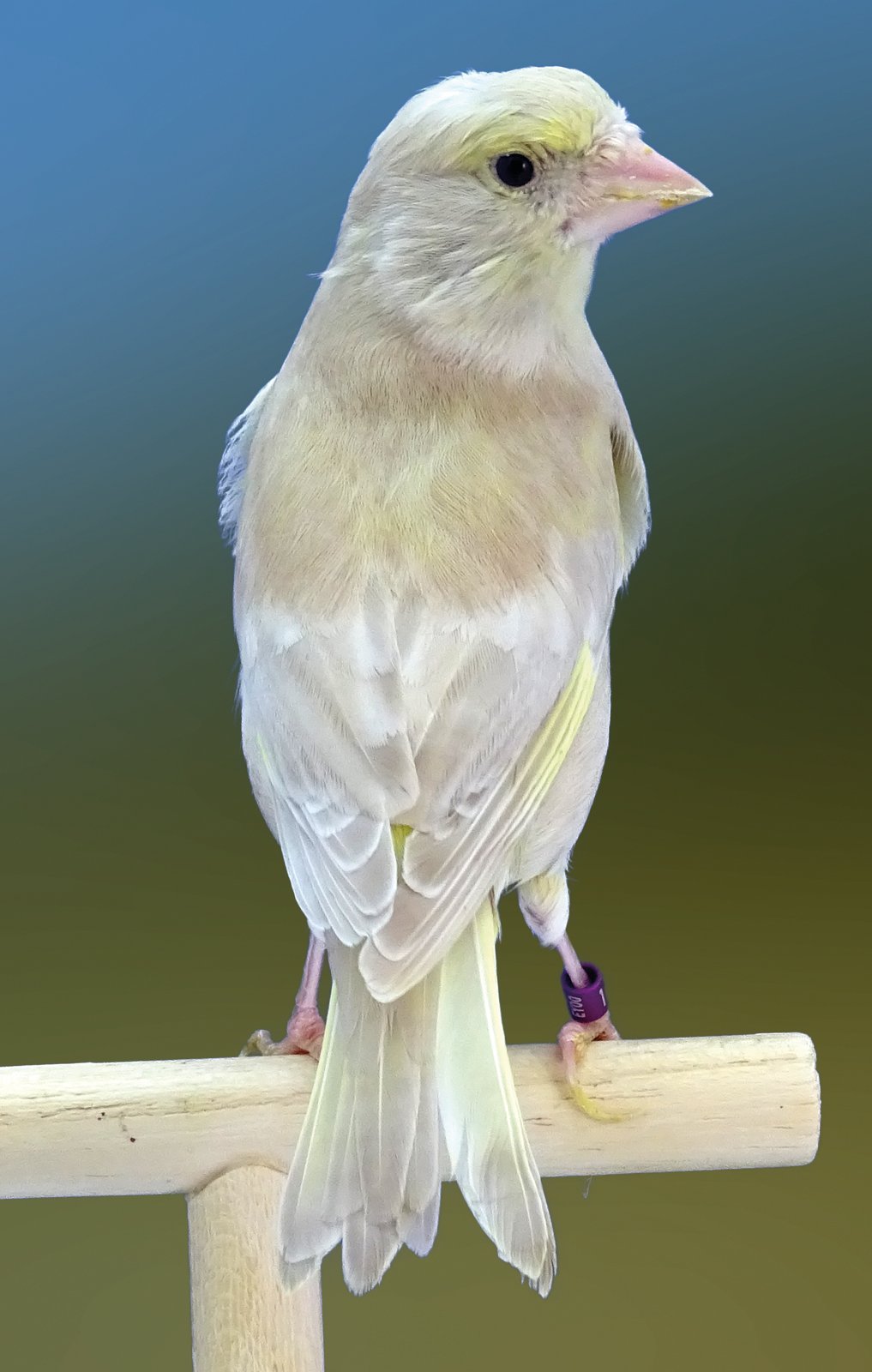 Dcha. Hembra Bruno pastel con gran carga feomelánica en el dorso y con las plumas de vuelo visiblemente diluidas. Criador: Juan Pedro Pérez.