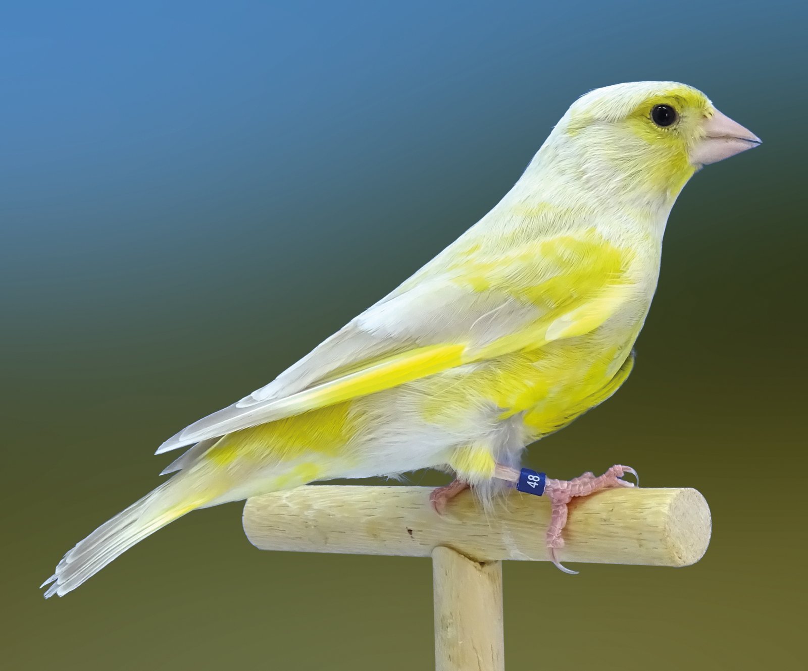 Arriba. Comparativa de un macho (izda.) y una hembra (dcha.) isabela pastel donde la tonalidad eumelánica es prácticamente la misma, aunque expresen una tonalidad en general distinta gracias a la diferente carga lipocrómica, debido al dicromatismo sexual de esta especie. Abajo. Un ejemplar precioso de isabela pastel macho (izda.), con mucha luminosidad en sus tonos y una hembra isabela pastel (dcha.), muy similar a la anterior hembra bruno pastel pero con gran diferencia en la tonalidad de dorso y plumas de vuelo. Ejemplares de José Manuel Marín.