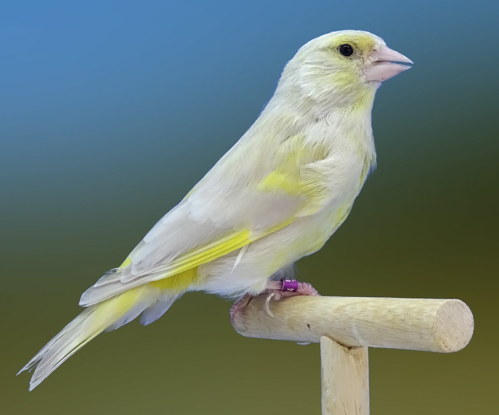 Arriba. Comparativa de un macho (izda.) y una hembra (dcha.) isabela pastel donde la tonalidad eumelánica es prácticamente la misma, aunque expresen una tonalidad en general distinta gracias a la diferente carga lipocrómica, debido al dicromatismo sexual de esta especie. Abajo. Un ejemplar precioso de isabela pastel macho (izda.), con mucha luminosidad en sus tonos y una hembra isabela pastel (dcha.), muy similar a la anterior hembra bruno pastel pero con gran diferencia en la tonalidad de dorso y plumas de vuelo. Ejemplares de José Manuel Marín.