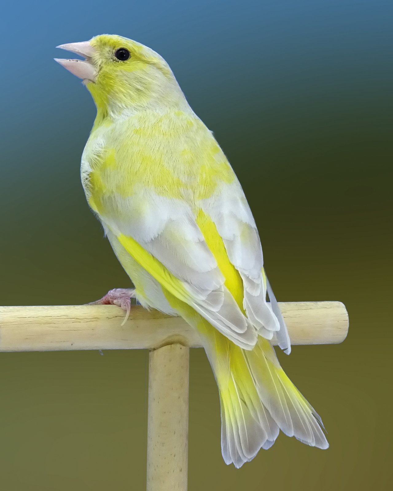 Arriba. Comparativa de un macho (izda.) y una hembra (dcha.) isabela pastel donde la tonalidad eumelánica es prácticamente la misma, aunque expresen una tonalidad en general distinta gracias a la diferente carga lipocrómica, debido al dicromatismo sexual de esta especie. Abajo. Un ejemplar precioso de isabela pastel macho (izda.), con mucha luminosidad en sus tonos y una hembra isabela pastel (dcha.), muy similar a la anterior hembra bruno pastel pero con gran diferencia en la tonalidad de dorso y plumas de vuelo. Ejemplares de José Manuel Marín.
