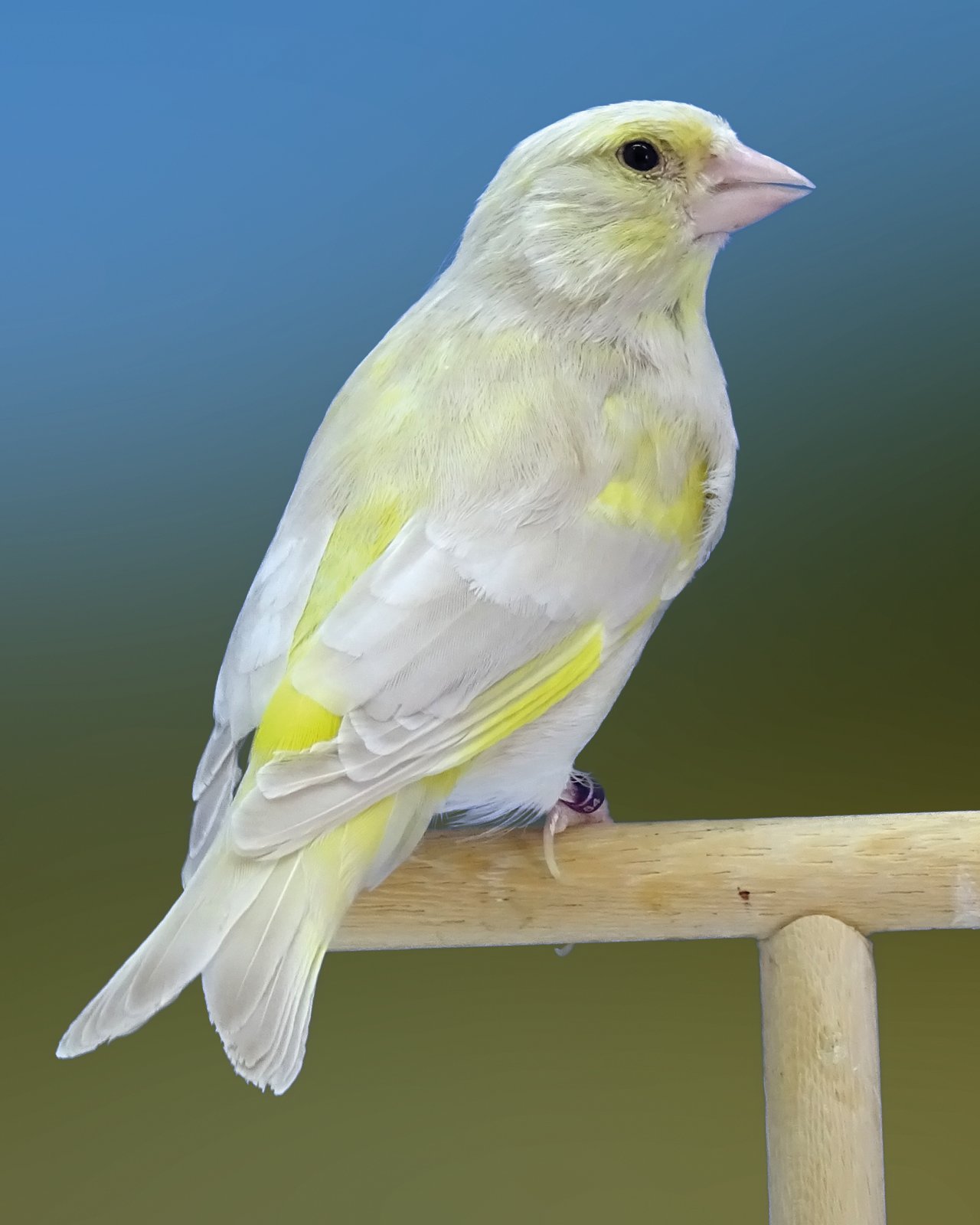 Arriba. Comparativa de un macho (izda.) y una hembra (dcha.) isabela pastel donde la tonalidad eumelánica es prácticamente la misma, aunque expresen una tonalidad en general distinta gracias a la diferente carga lipocrómica, debido al dicromatismo sexual de esta especie. Abajo. Un ejemplar precioso de isabela pastel macho (izda.), con mucha luminosidad en sus tonos y una hembra isabela pastel (dcha.), muy similar a la anterior hembra bruno pastel pero con gran diferencia en la tonalidad de dorso y plumas de vuelo. Ejemplares de José Manuel Marín.