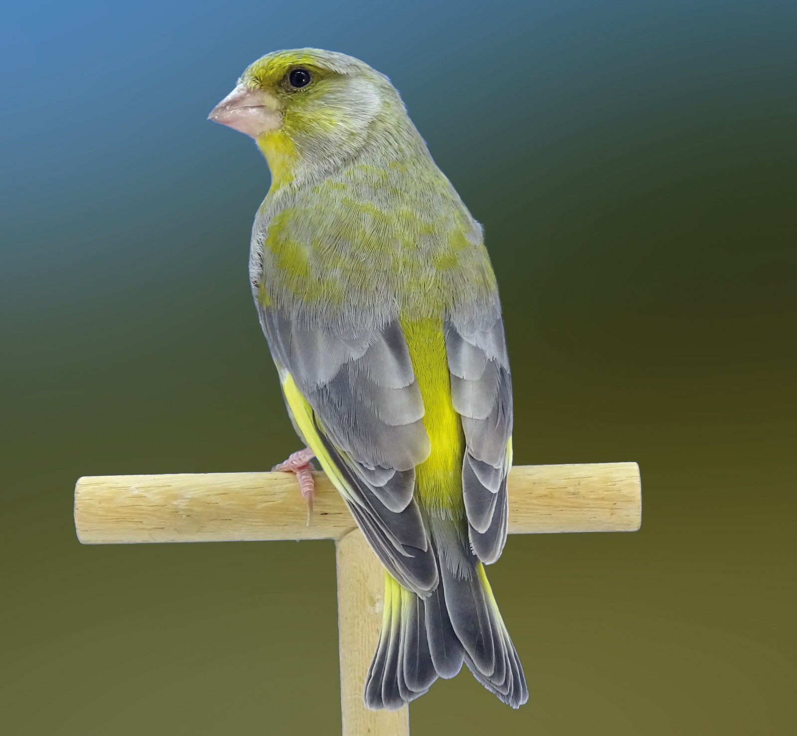 Abajo. Comparativa fenotípica entre dos verderones pastel Izda. Macho pastel con plumaje adulto con una oxidación admirable, un sujeto sin duda a seleccionar. Criador: Luis Peña Dcha. Macho Pastel portador de ágata con plumaje de primer año y plumaje adulto en algunas de las timoneras debido a que le fueron arrancadas. En primer año las timoneras se suelen presentar más diluidas que en años posteriores donde la oxidación del plumaje es mayor. También presenta un tono lipocrómico apagado que produce un color verdoso pobre.