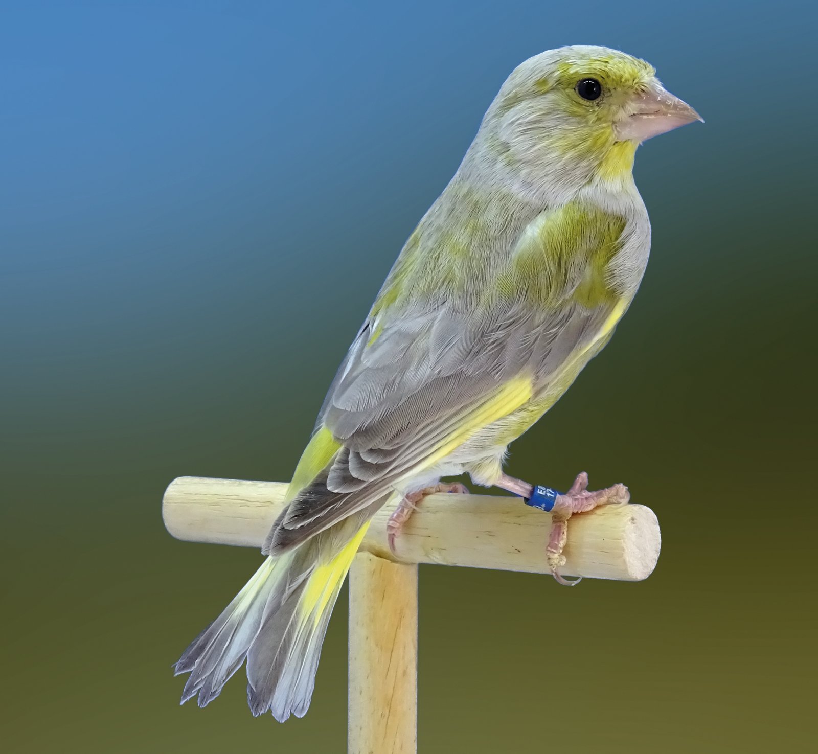Abajo. Comparativa fenotípica entre dos verderones pastel Izda. Macho pastel con plumaje adulto con una oxidación admirable, un sujeto sin duda a seleccionar. Criador: Luis Peña Dcha. Macho Pastel portador de ágata con plumaje de primer año y plumaje adulto en algunas de las timoneras debido a que le fueron arrancadas. En primer año las timoneras se suelen presentar más diluidas que en años posteriores donde la oxidación del plumaje es mayor. También presenta un tono lipocrómico apagado que produce un color verdoso pobre.