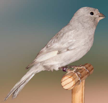 Arriba. Ala Gris blanco dominante. Ejemplar con talla y forma muy buena, con patas y pico bien melanizados. Meritoria la ausencia de bruno y la ajustada tonalidad del conjunto gris perla. Se aprecia también la presencia de escamas. sobre el dorso y sobre la cabeza, con contornos gris antracita.