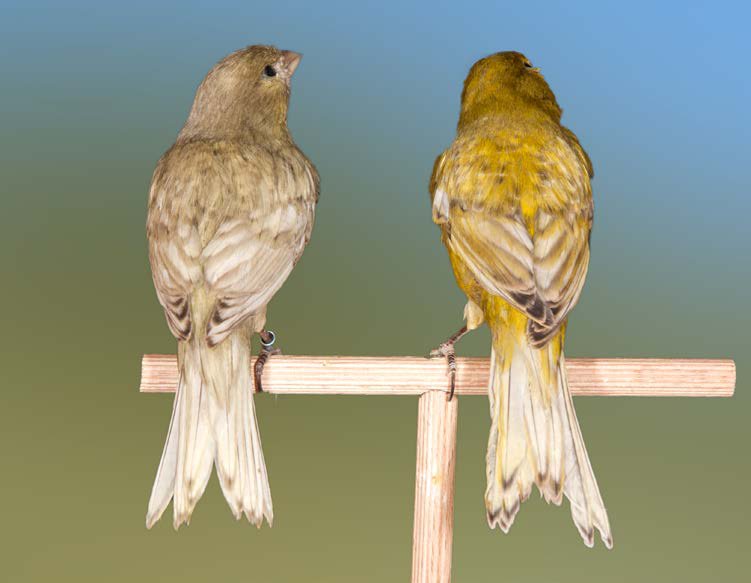 Izq.. Ala Gris amarillo marfil intenso y Ala Gris amarillo intenso. Los dos ejemplares muestran de forma evidente la presencia de bruno, en particular en los contornos de las rémiges, que deberían ser gris antracita. Demasiado diluidas las rémiges, que no muestran las típicas marcaciones en los extremos, prácticamente casi totalmente ausentes en el Ala Gris marfil. Poco evidentes las escamas diluidas sobre el dorso.