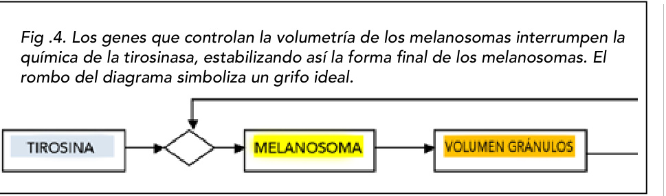 Fig .4. Los genes que controlan la volumetría de los melanosomas interrumpen la química de la tirosinasa, estabilizando así la forma final de los melanosomas. El rombo del diagrama simboliza un grifo ideal.