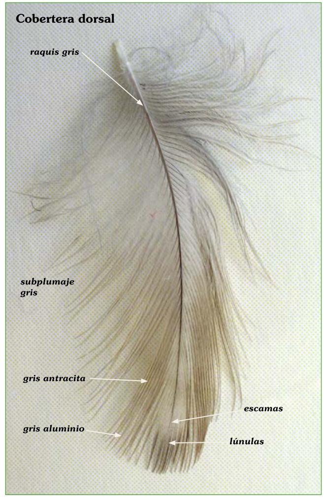 Pluma de canario Alas Grises: raquis gris, subplumaje gris y lúnulas gris aluminio.