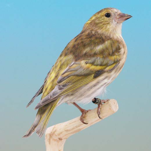 Lúgano europeo Pastel dominante SF @ Piet Onderdelinden.