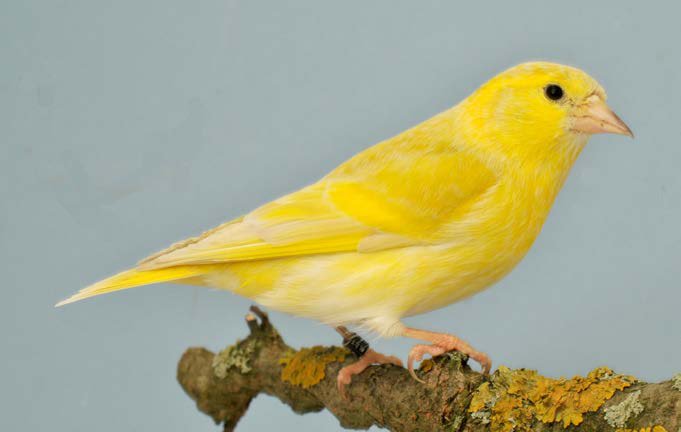 Bruno Pastel dominante DF macho © P iet Onderdelinden.