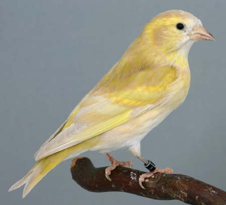 Bruno Pastel dominante DF hembra © P iet Onderdelinden.