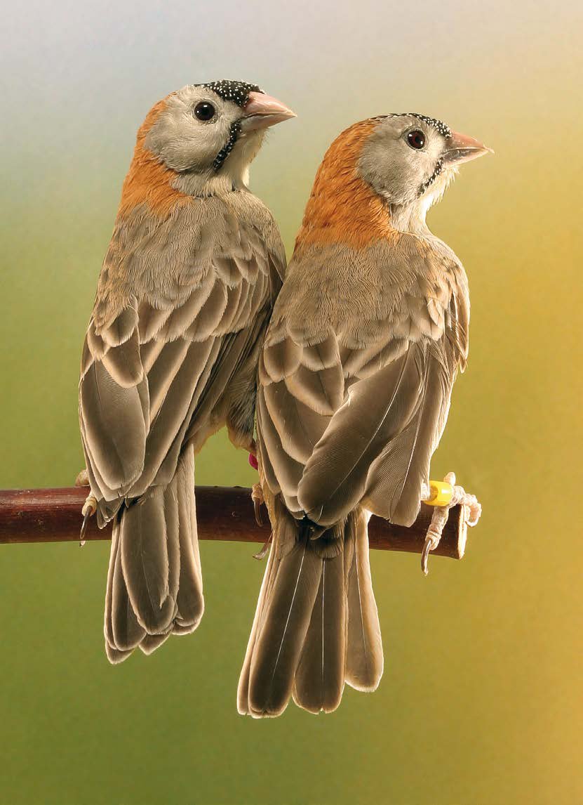 Pág. anterior: Vista dorsal de una pareja de Sporopipes frontalis. Llama la atención desde el primer momento el que los colores de ambos sexos sean los mismos, en particular el dorso, la nuca y las plumas de las alas y la cola. Otro de los atractivos de esta especie, además de la coloración tabaco anaranjada de la nuca y de lo alto de los hombros es el diseño circular, apenas esbozado por un cerco imaginario formado por las bigoteras engras que partiendo de la base del pico delinean apenas una mejilla que casi se une con el extremo del diseño de la cabeza, relleno en su interior con un color blanco sucio.