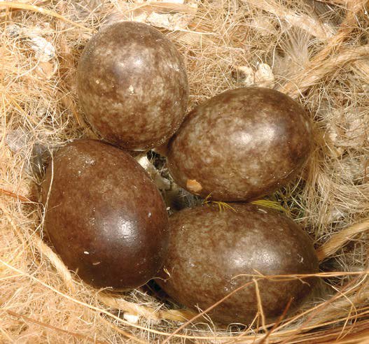 Dcha.: Típicos huevos de Sporopipes frontalis, oscuros y fuertemente marcados por manchas marrones.