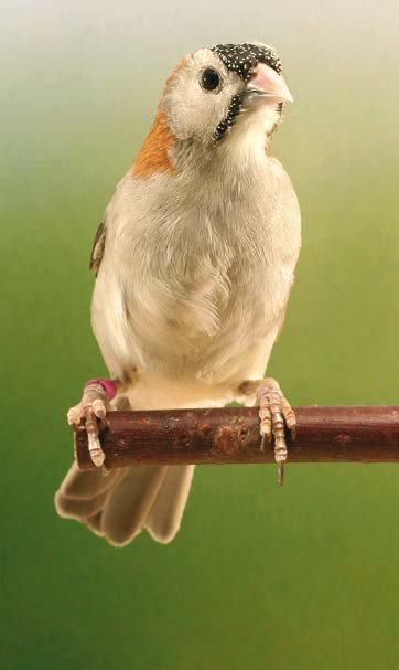 Abajo y página siguiente: Excelente ejemplar por forma y proporciones. La coloración es la típica de la especie. La actitud siempre atenta y vigilante, característica que se manifiesta especialmente en los machos.