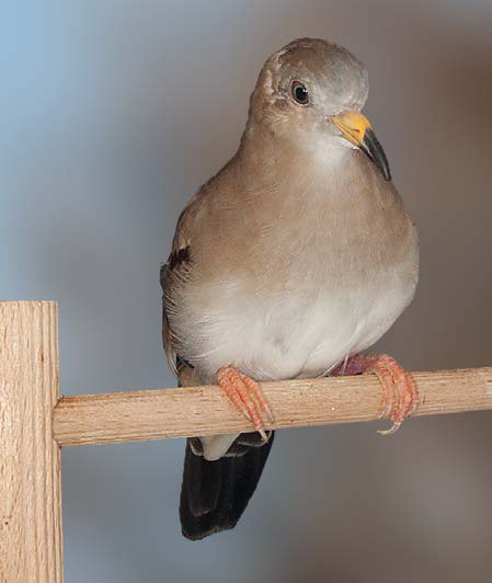 Tórtola de Perú (Columbina cruziana).