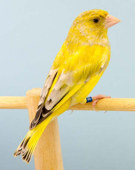 Arriba. Verderón Citrón macho de la serie ágata. Como el color o serie ágata diluye la eumelanina negra y la concentra hacia el centro del raquis de cada pluma, reduciendo al mismo tiempo al máximo la feomelanina envolvente, ese vacío de cada extremo de las plumas, es aprovechado por el lipocromo, que en el caso de la mutación Citrón, por ser muy brillante en combinación con la melanina diluida ágata de fondo, le confiere un fenotipo novedoso y espectacular, nunca antes visto en ningún ejemplar de verderón común.