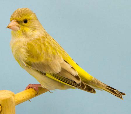 Dcha. Las hembras de verderón ágata Citrón, al tener más feomelanina que los machos en cualquiera de las cuatro series melánicas, y por el dimorfismo sexual característico de la especie, se le aprecia menor intensidad de lipocromo, siendo solamente visible en el lugar de elección de la categoría mosaico. Mientras, manifiesta en el dorso un diseño evidente que es aprovechado en el caso de la mutación Citrón, para hacer aflorar lipocromo entre las estrías dorsales, así como en los anteojos, bigotes, babero, pecho, flancos, y patrón alar; y con mayor intensidad en el obispillo.