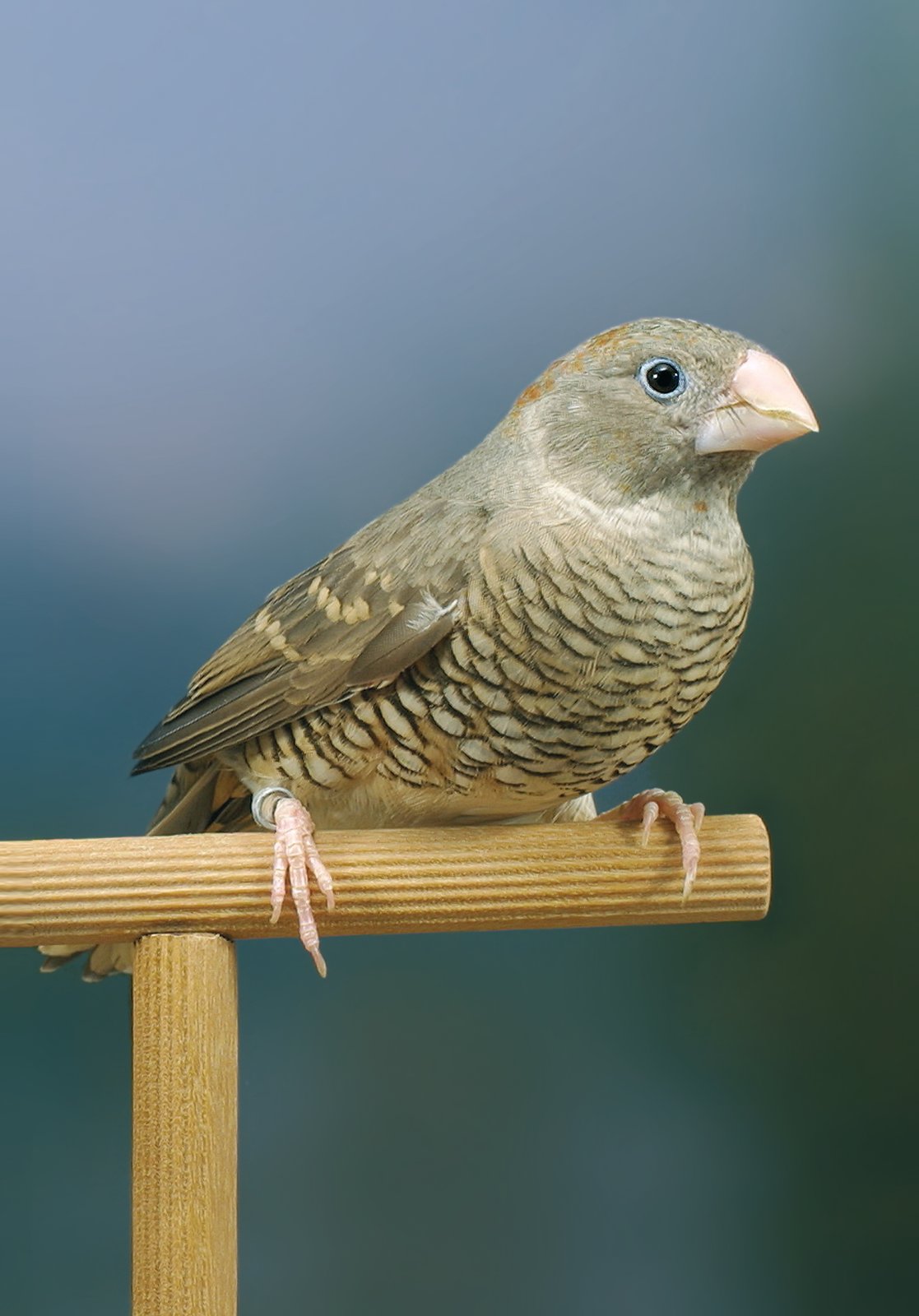 Pareja de Estrilda cabecirroja. El dimorfismo sexual es evidente no sólo en la capucha (que casi falta en la hembra, con excepción de la zona de la nuca), sino también en las manchas pectorales y en el diseño en general, mucho más desvaído y menos definido en la hembra. Criadero: G. Bovio.