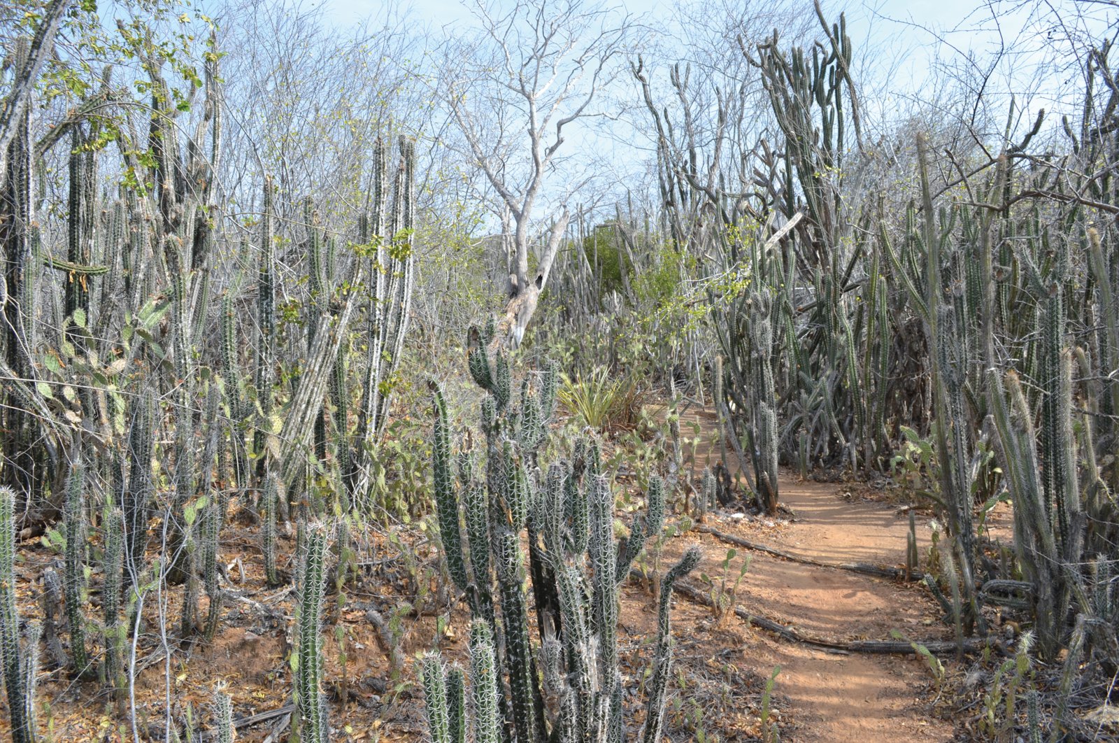 Arriba. Bosque espinoso. Hábitat de la Cotorra Margariteña.