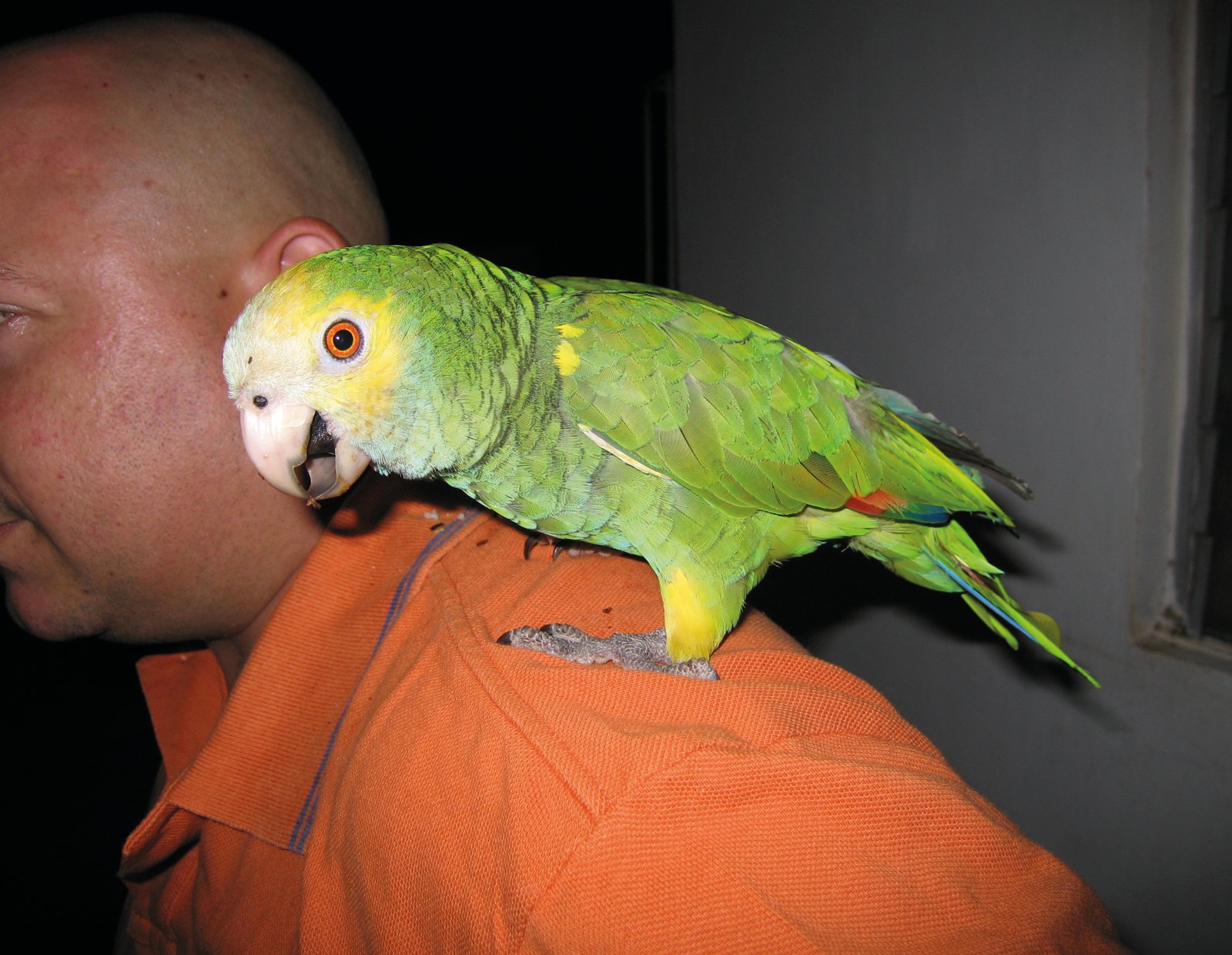 Izquierda. Muy valorado como mascota en Venezuela no es raro verlo en los hombros de los venezolanos.