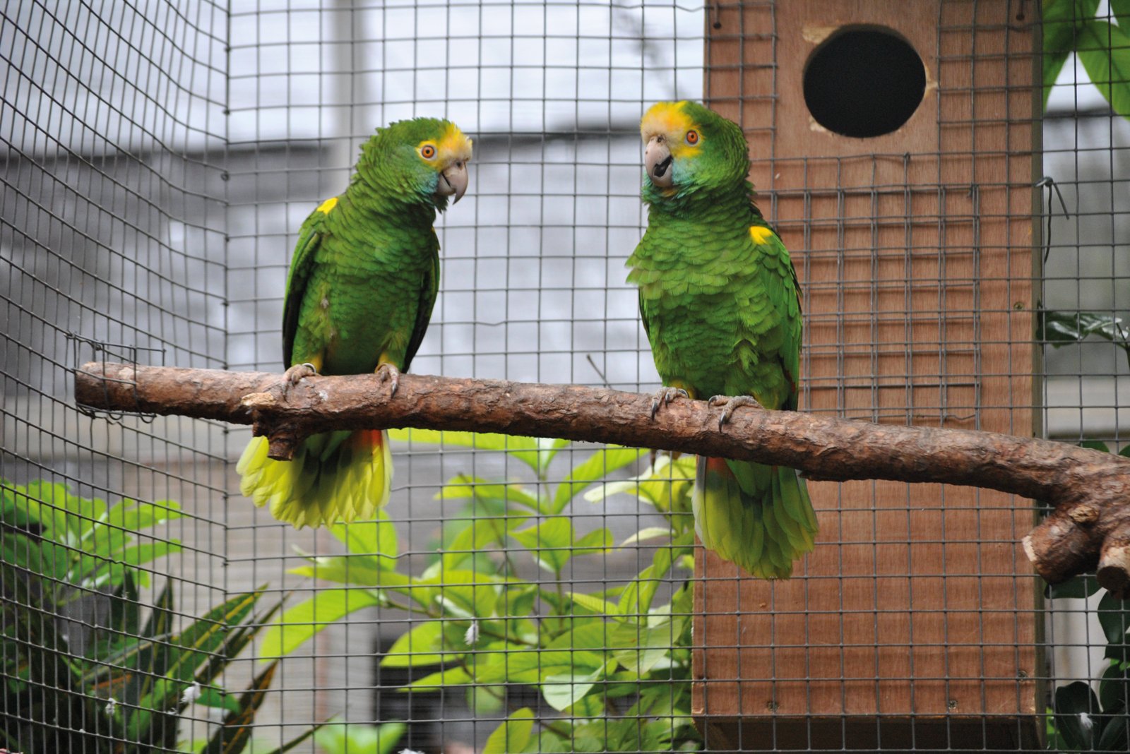Arriba. Pareja de Amazona Amazona barbadensis .