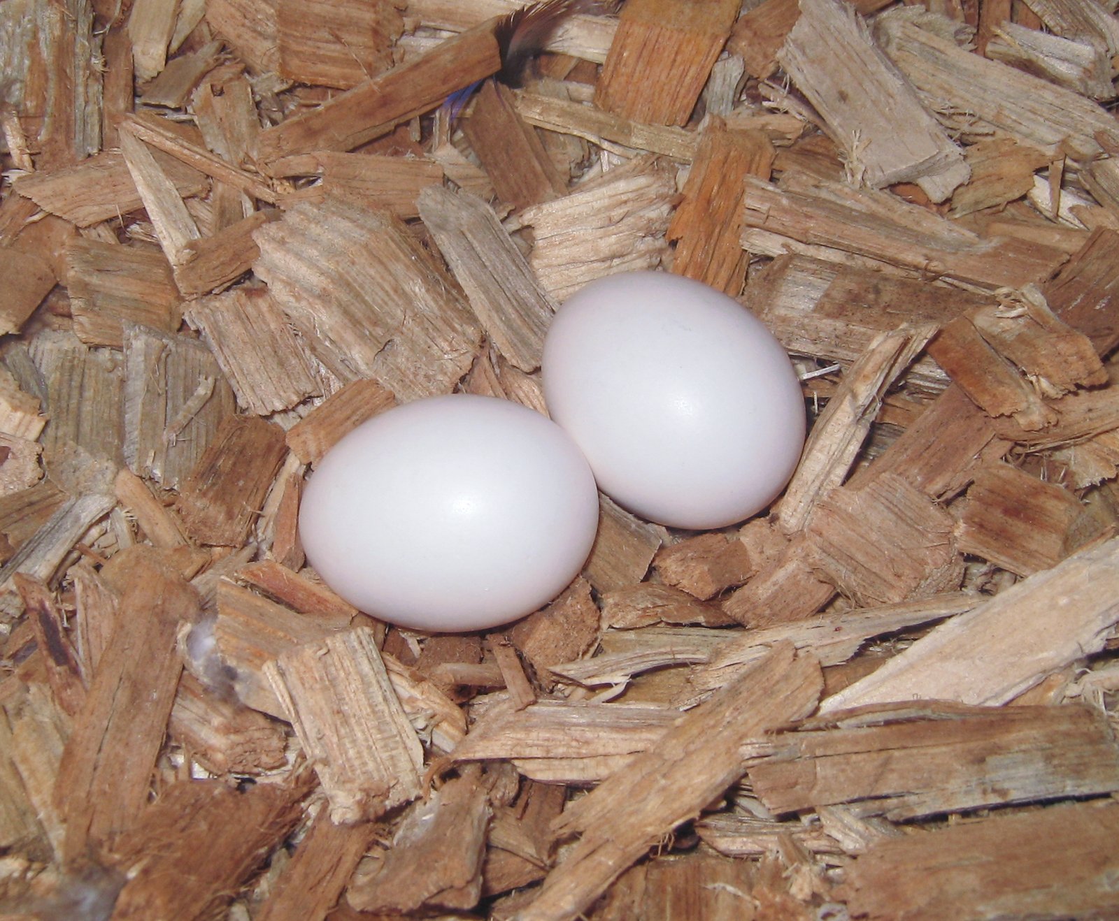 Abajo: Las puestas de cuatro y cinco huevos no son raras en esta especie.