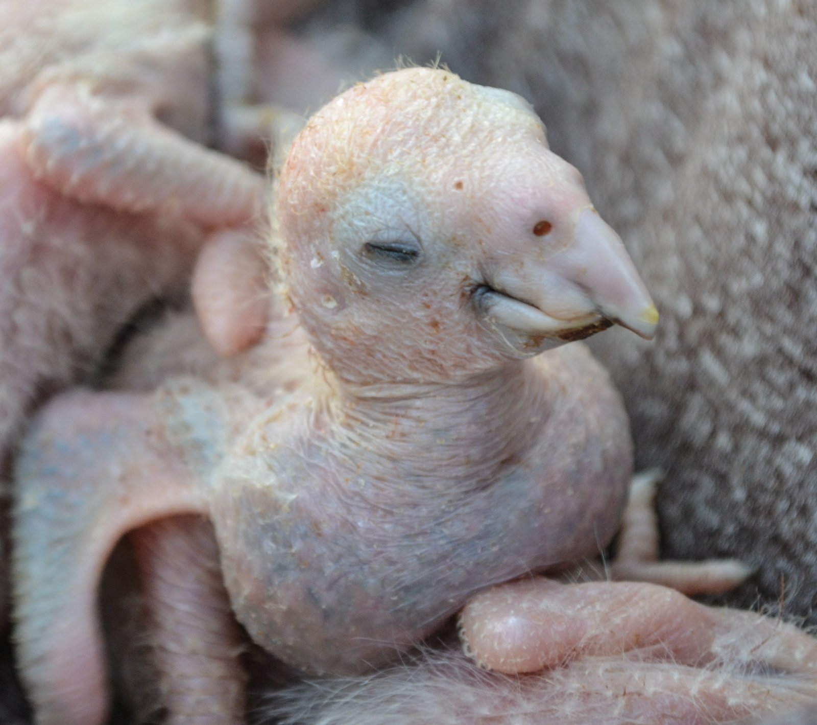 Derecha: Pollos A barbadensis.
