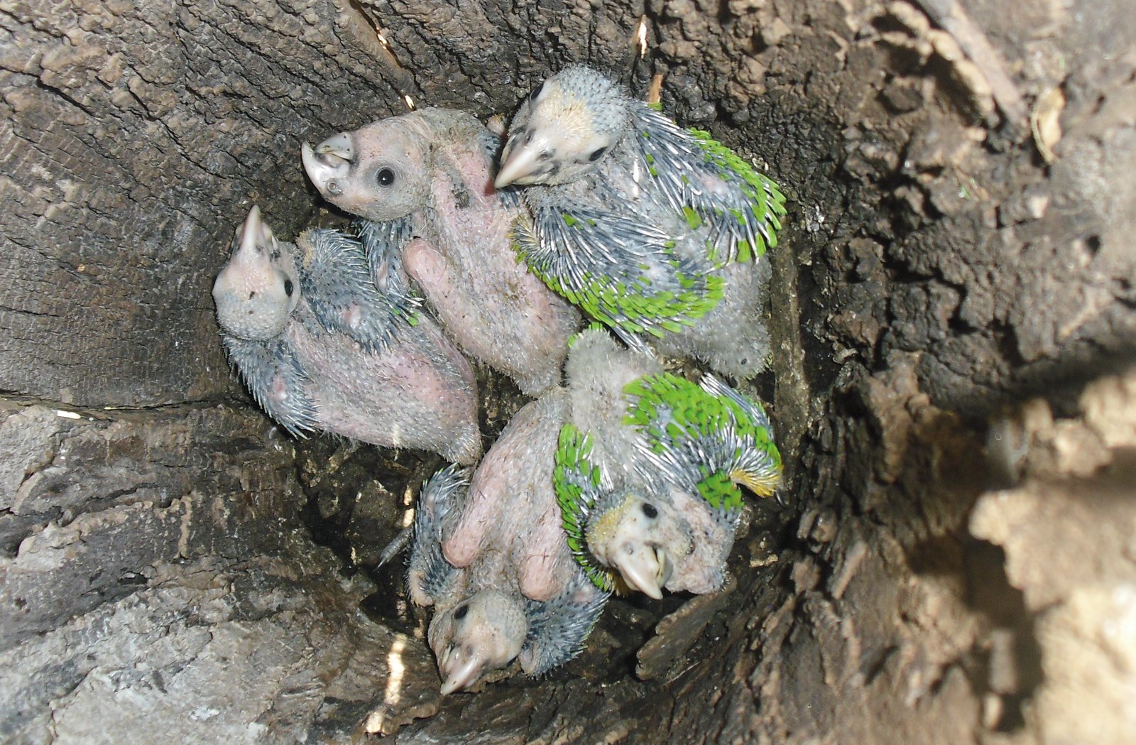 Derecha: Pollos A barbadensis.