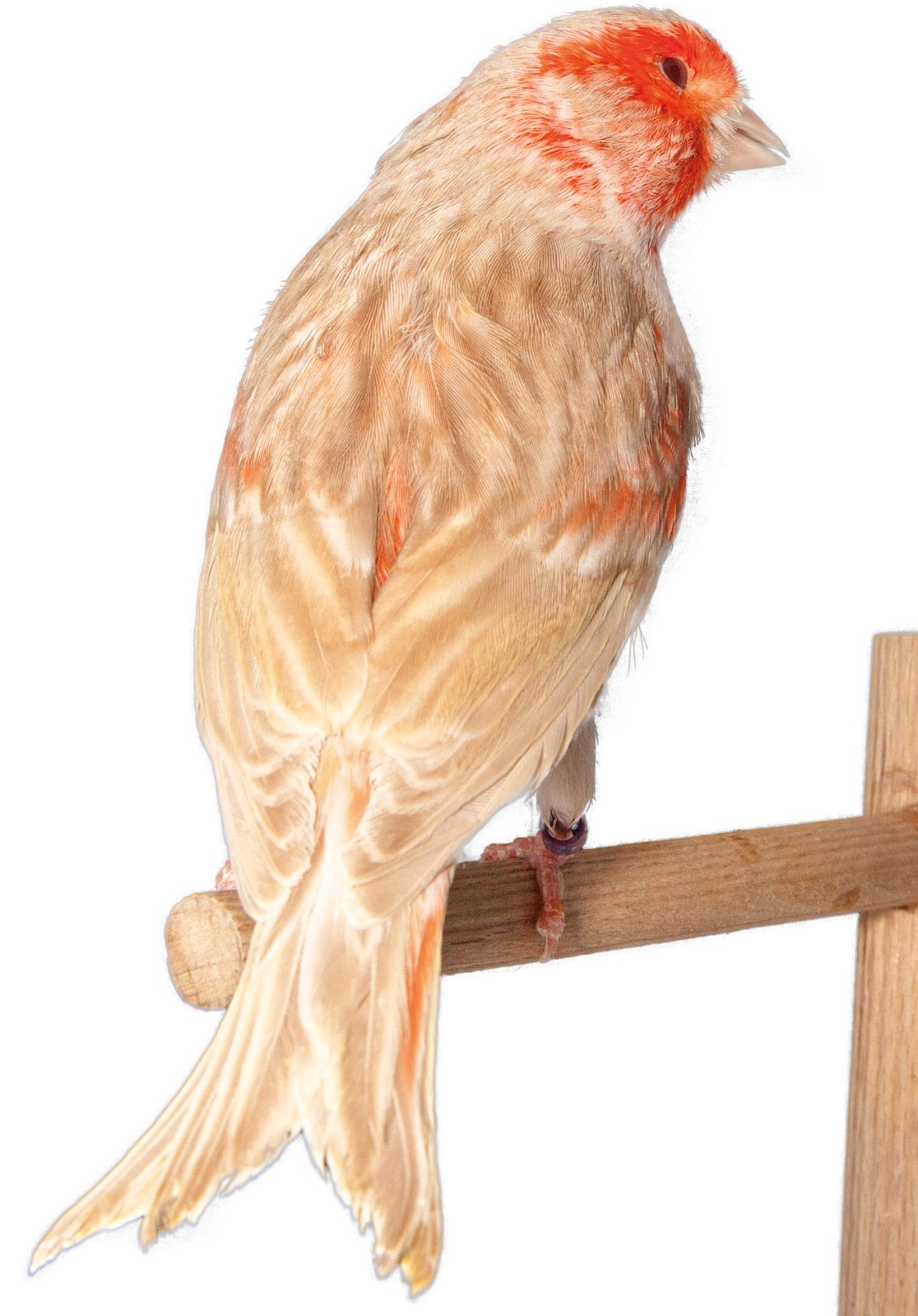Canario Bruno Topacio rojo mosaico, vista frontal.