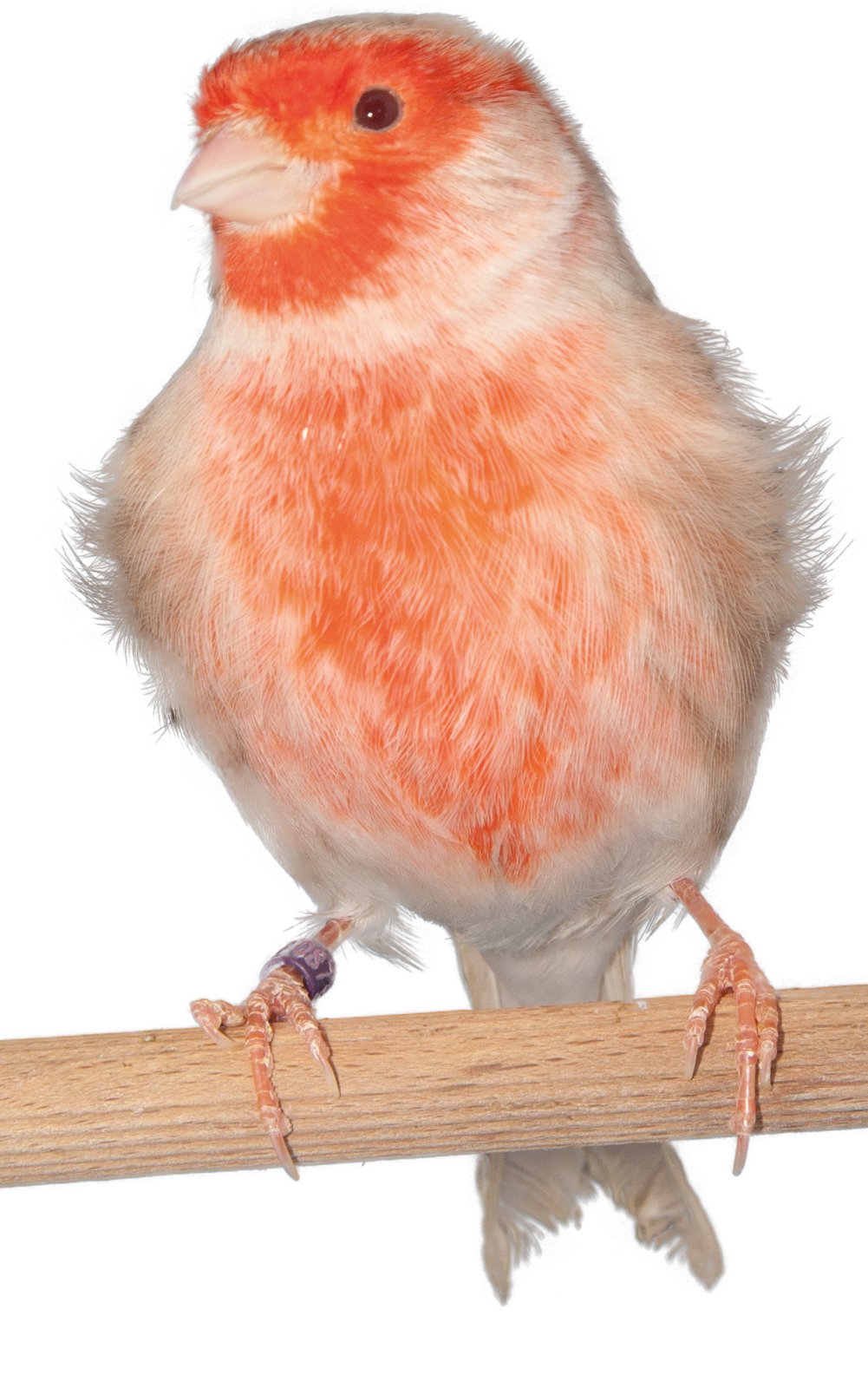 Canario Bruno Topacio rojo mosaico.