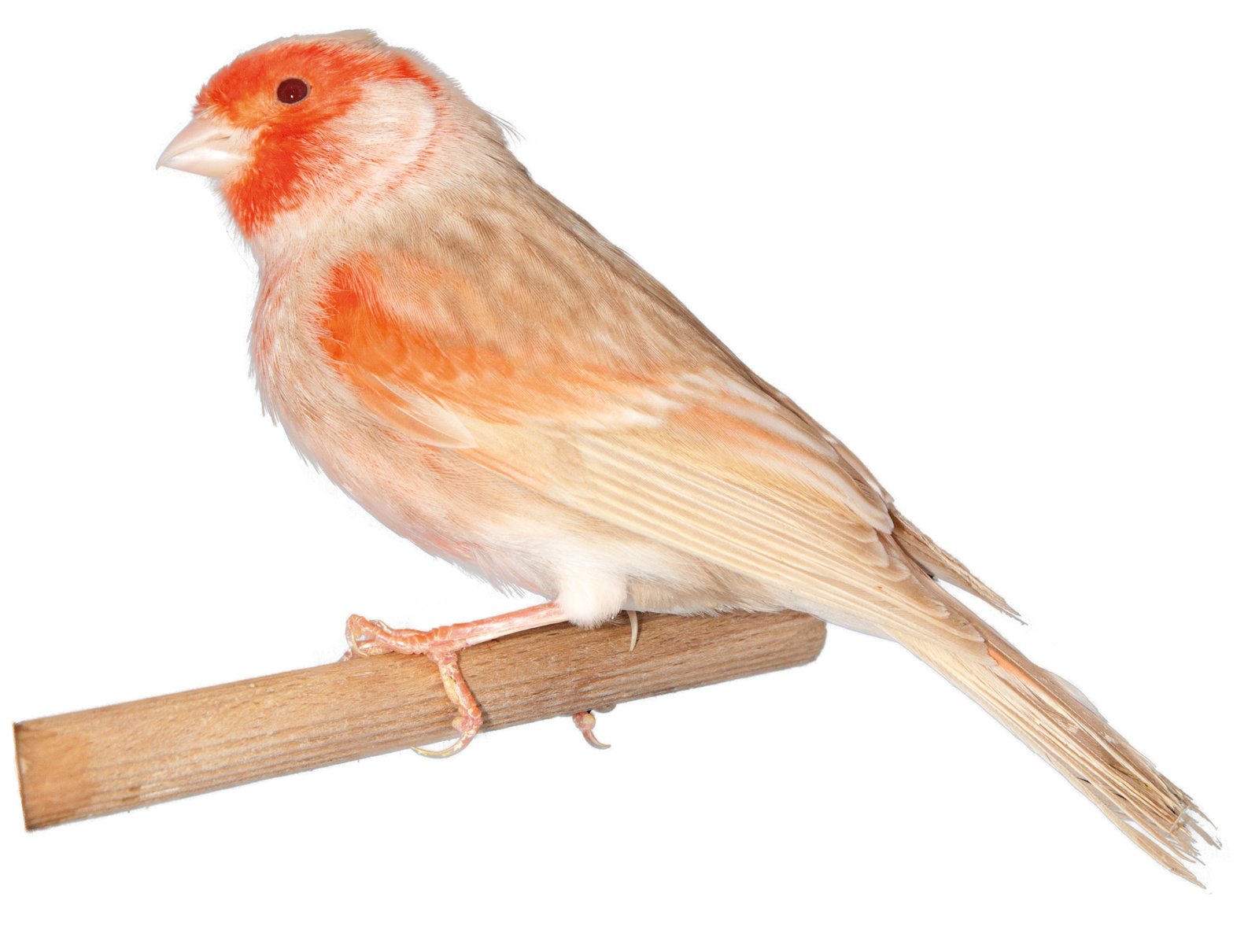 Canario Bruno Topacio rojo mosaico, vista lateral.