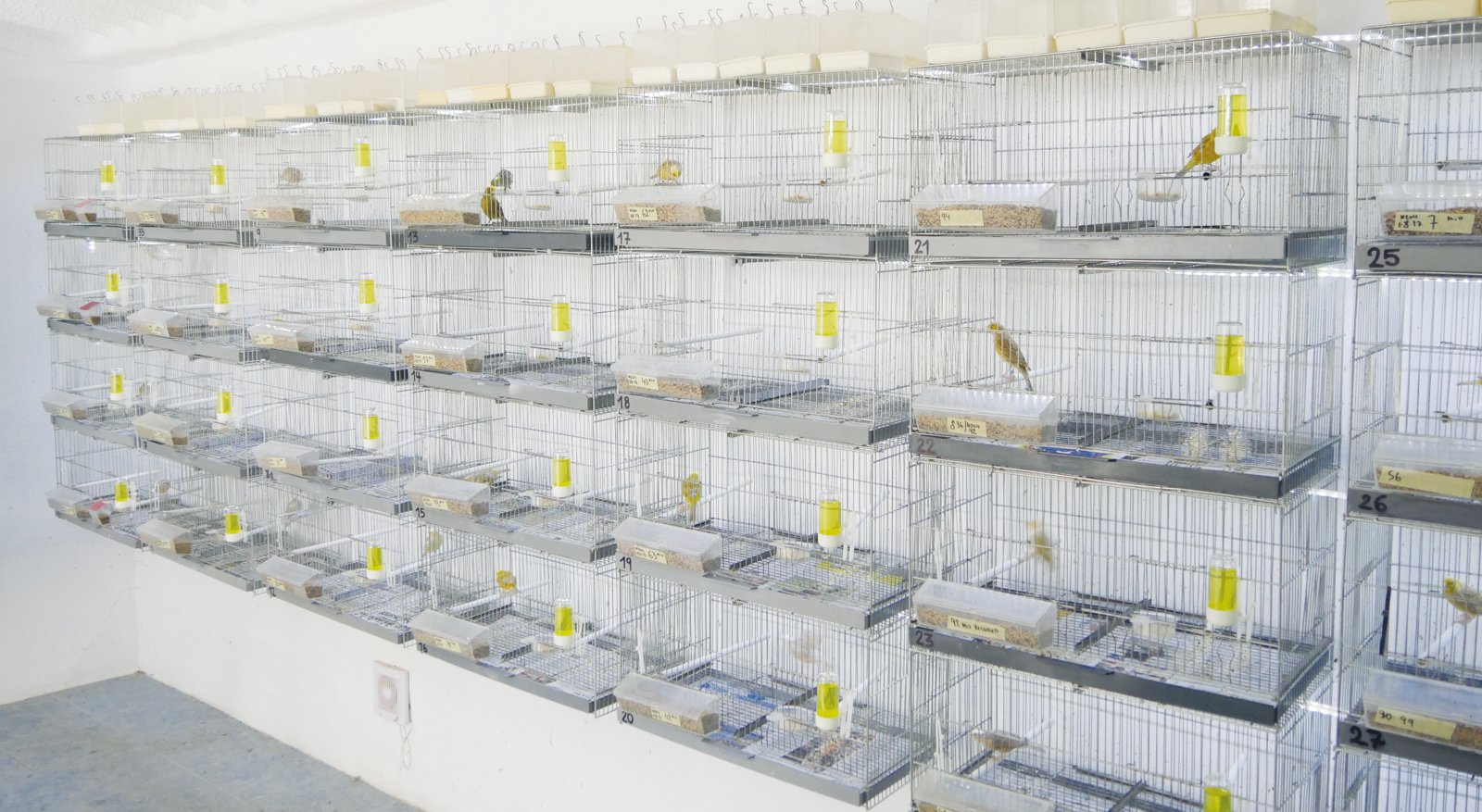 Baterías de cría del aviario.