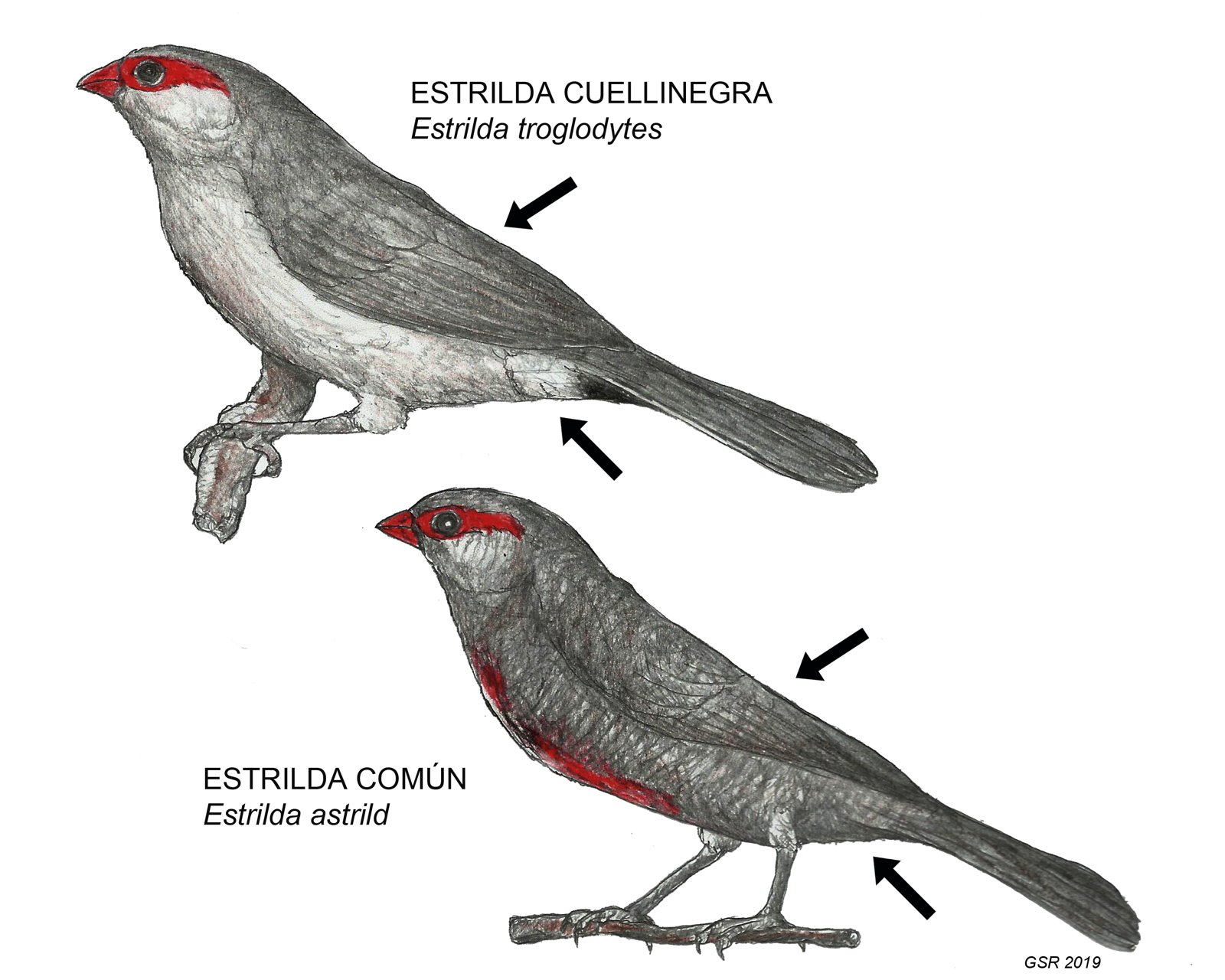 Imagen del artículo, página 33.